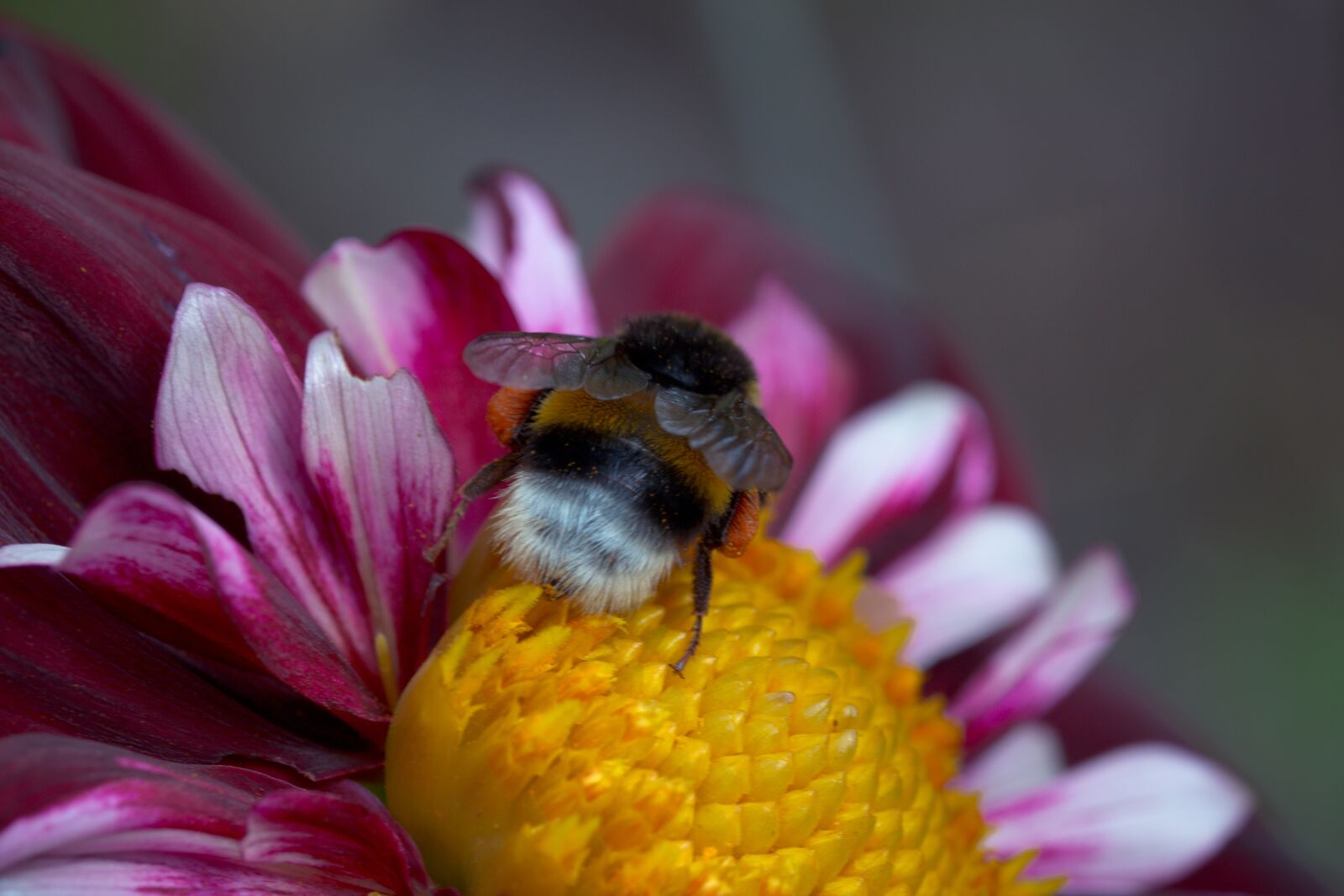 Canon EOS 70D sample photo. Dahlia hortensis, hummel, blossom photography
