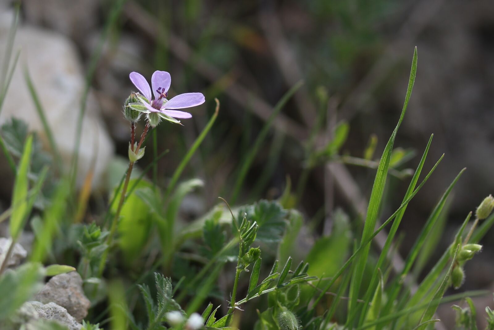 Canon EF-S 60mm F2.8 Macro USM sample photo. Flower, pink, wild photography