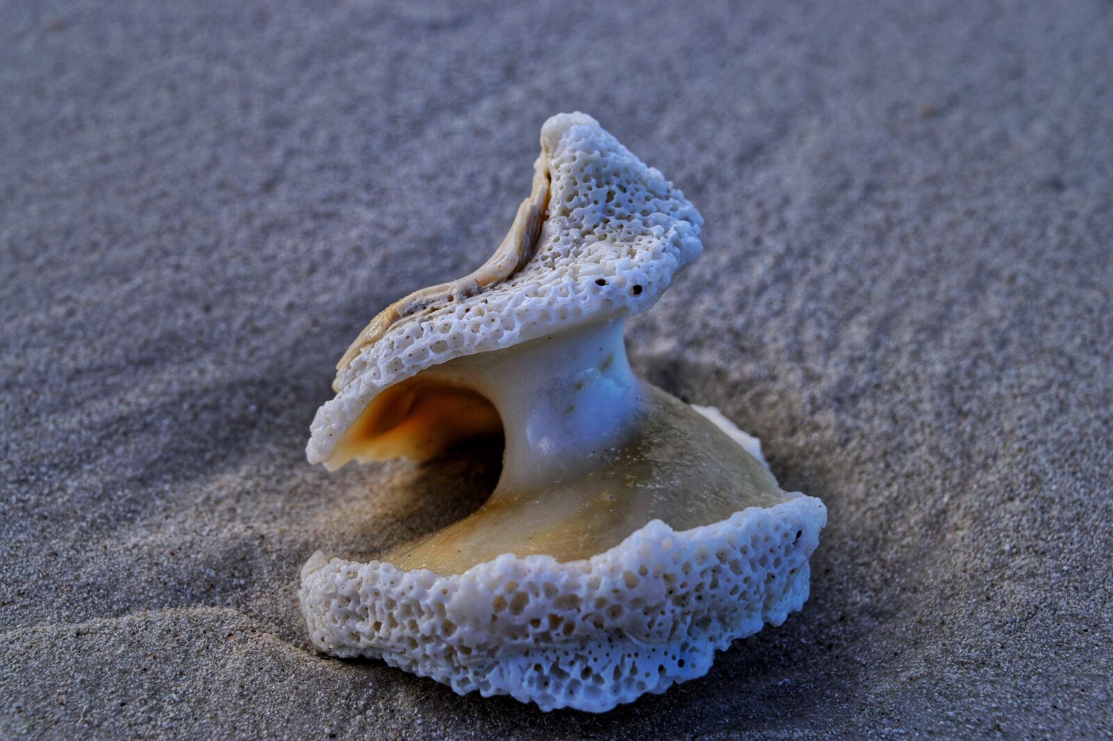 Nikon D3300 sample photo. Shell, beach, ocean photography