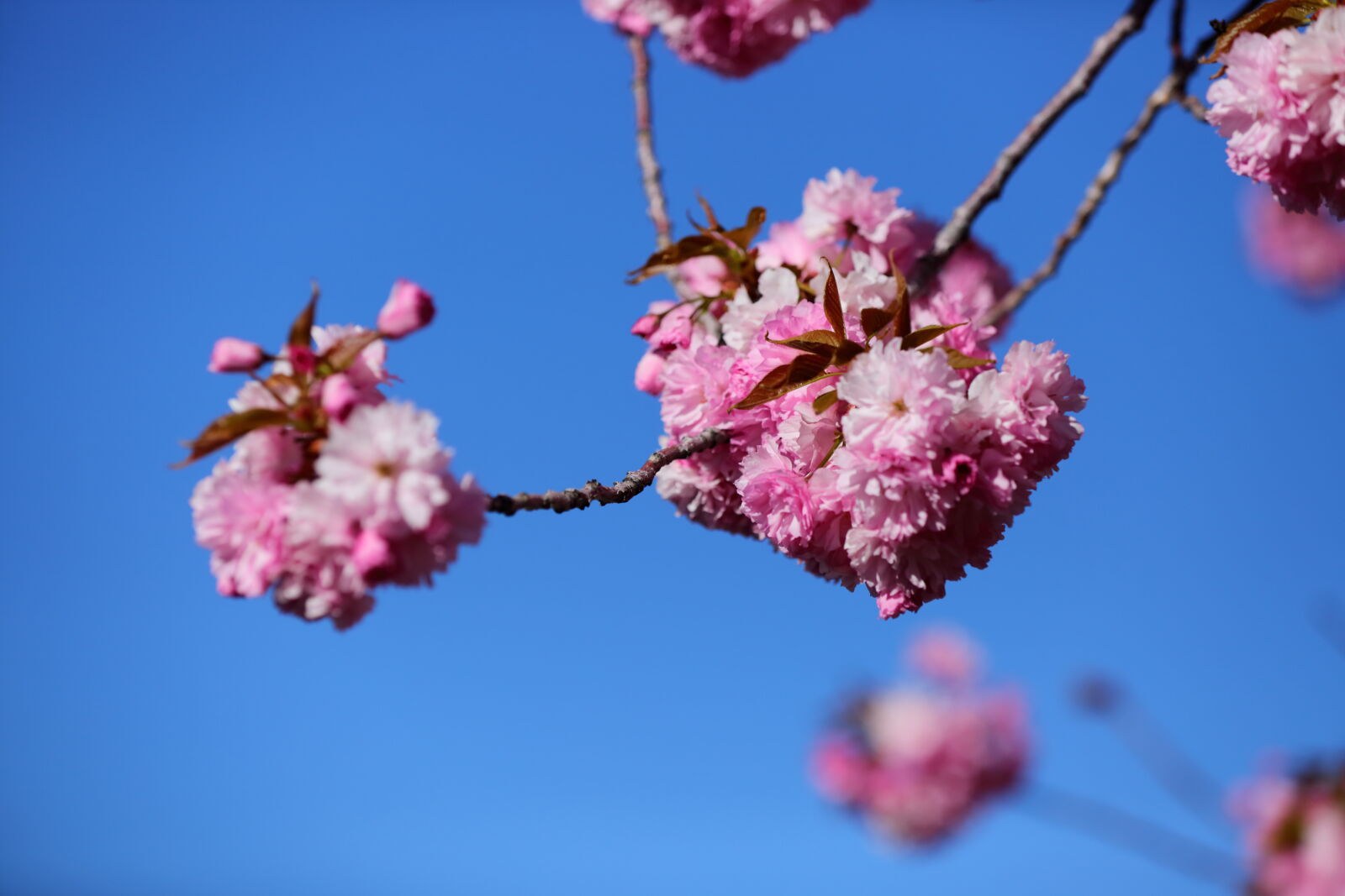 Canon EOS 5D Mark III sample photo. Blue, sky, flowering, cherry photography