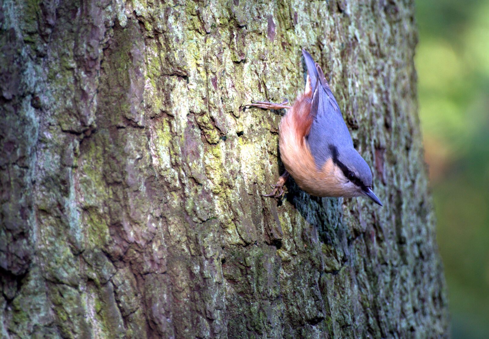 Pentax K-30 sample photo. Kleiber, tree runner, bird photography