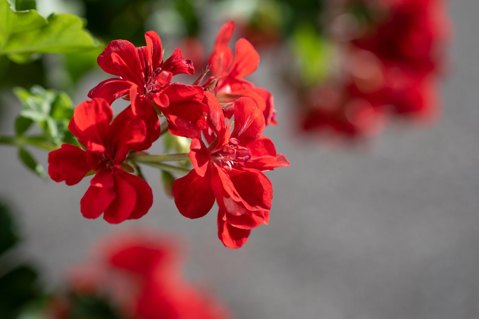 Nikon D750 sample photo. Geranium, red, flower photography