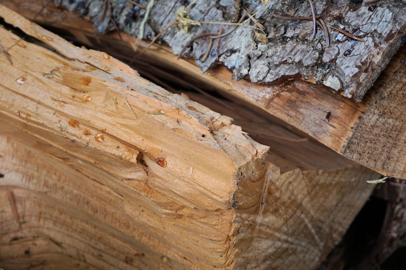 Sony a6000 sample photo. Wood, firewood, structure photography
