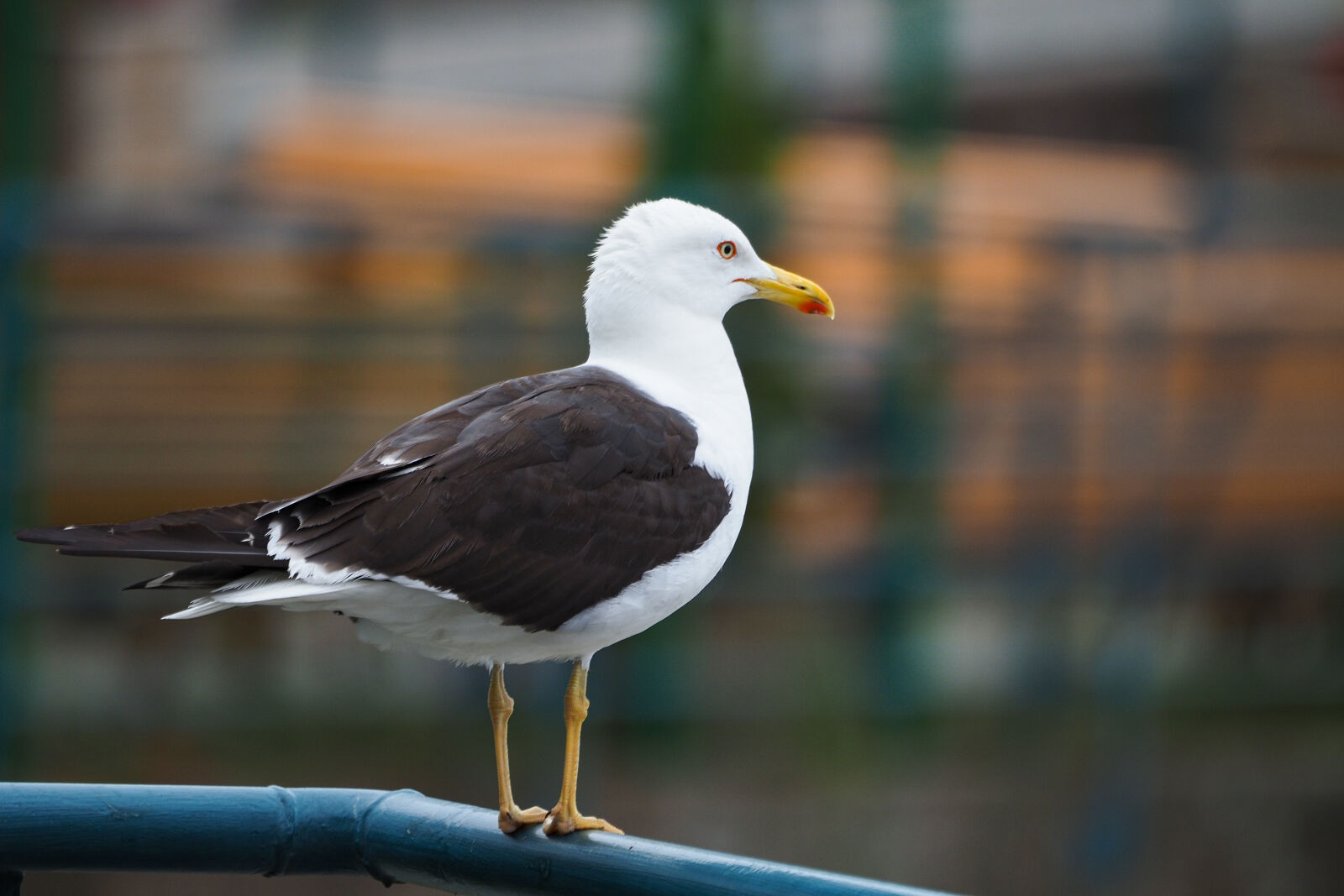 Olympus OM-D E-M1 Mark III sample photo. Seagull disaproves photography