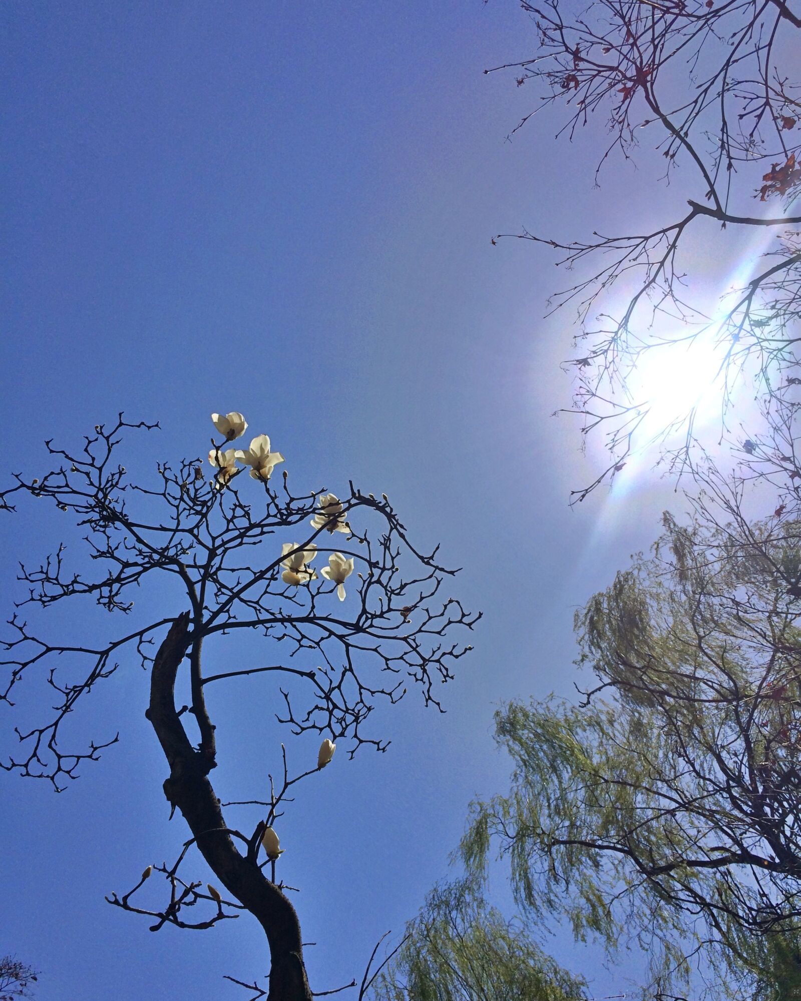 Apple iPhone 5s sample photo. Sun, sky, tree photography