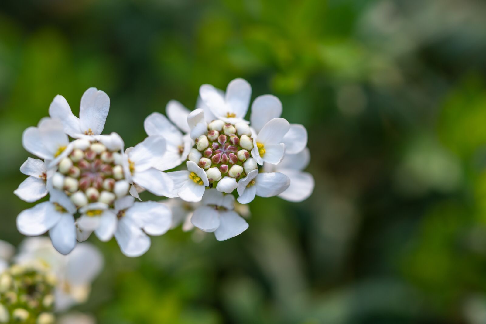 Nikon Z6 sample photo. Candytuft, iberis, spring photography