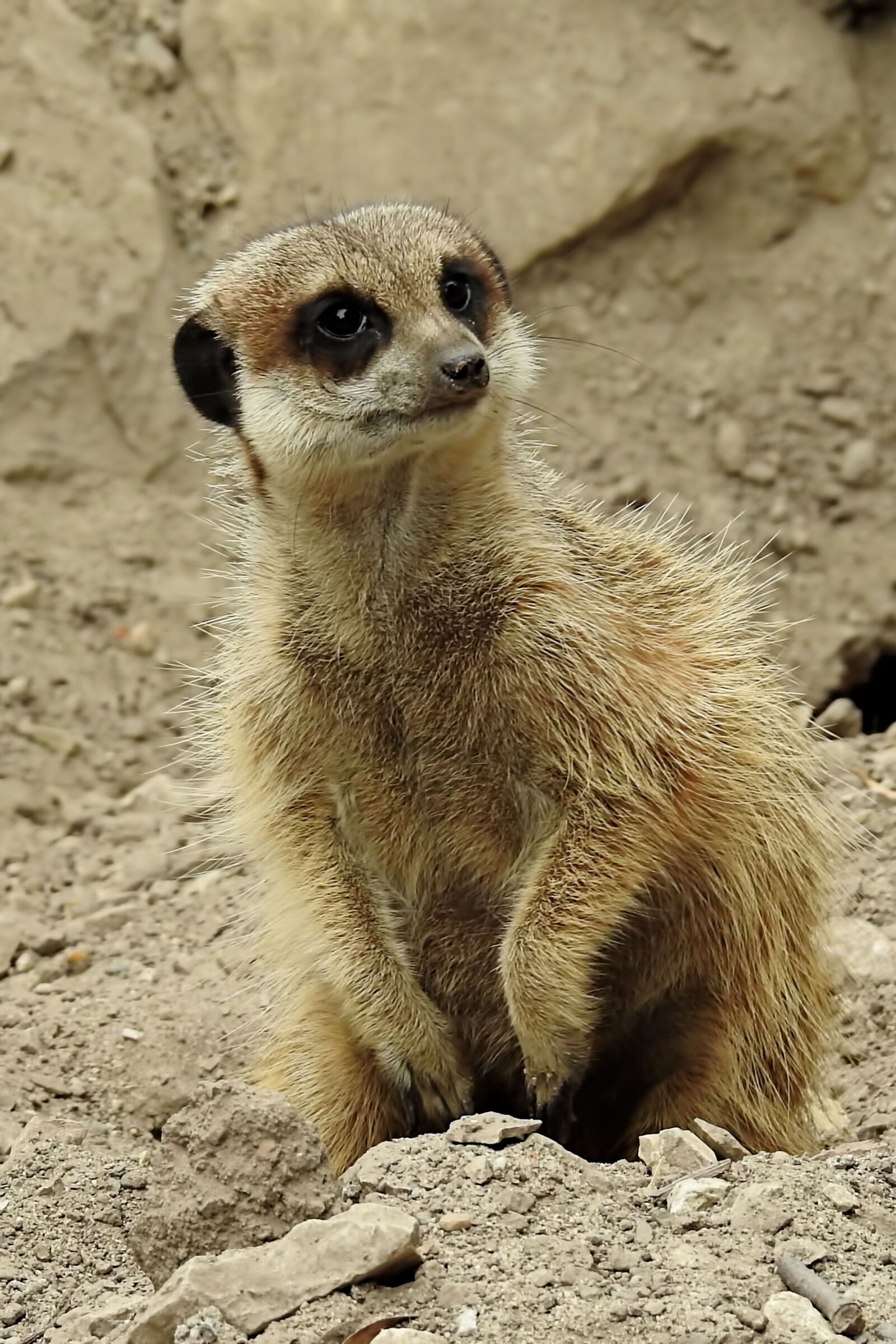 Nikon Coolpix P900 sample photo. Meerkat, cute, animal photography