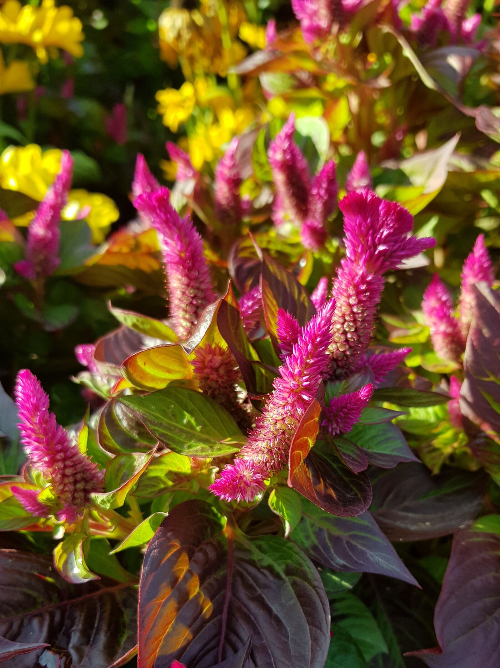 Samsung SM-G955F sample photo. Flowers, purple flowers, plant photography