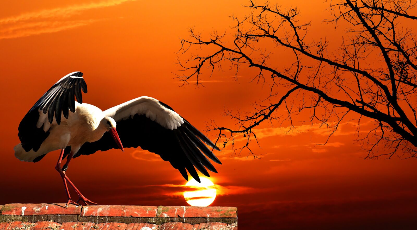 Panasonic Lumix DMC-FZ200 sample photo. Sunset, stork, sky photography