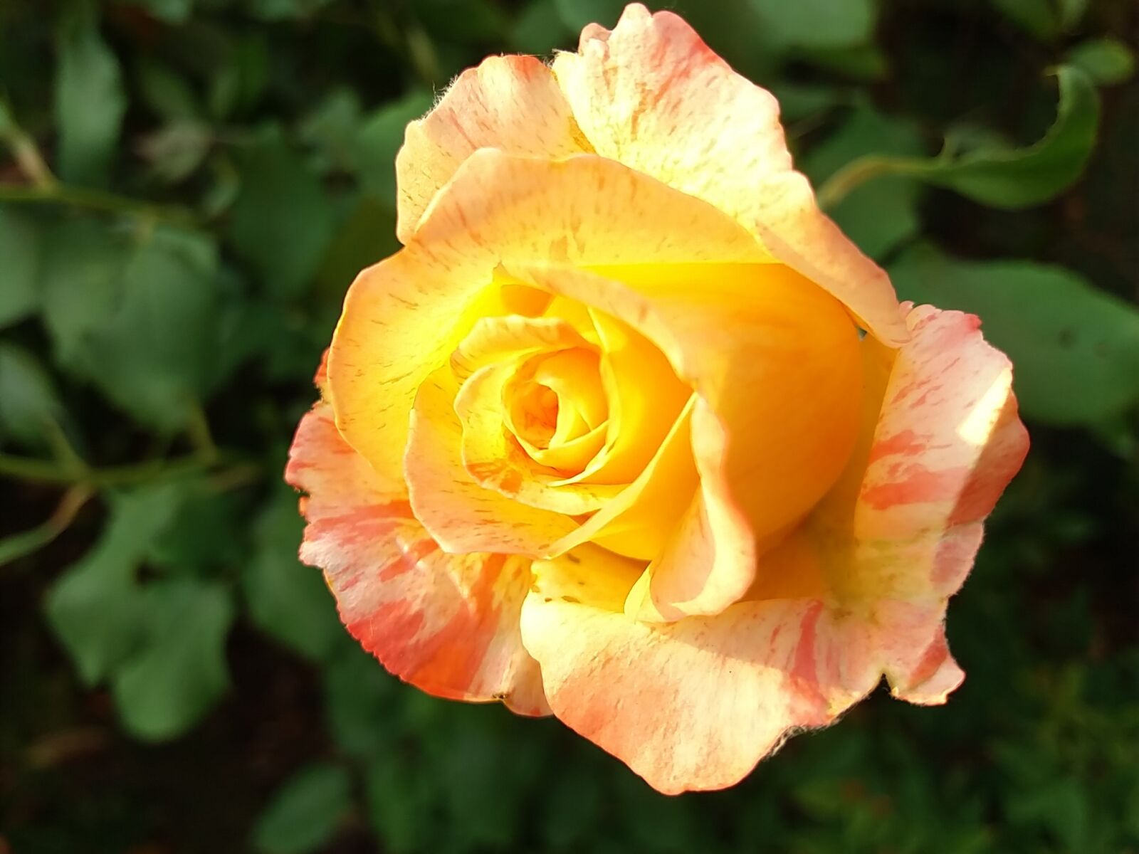 Samsung Galaxy J5 sample photo. Rosa, nature, petals photography