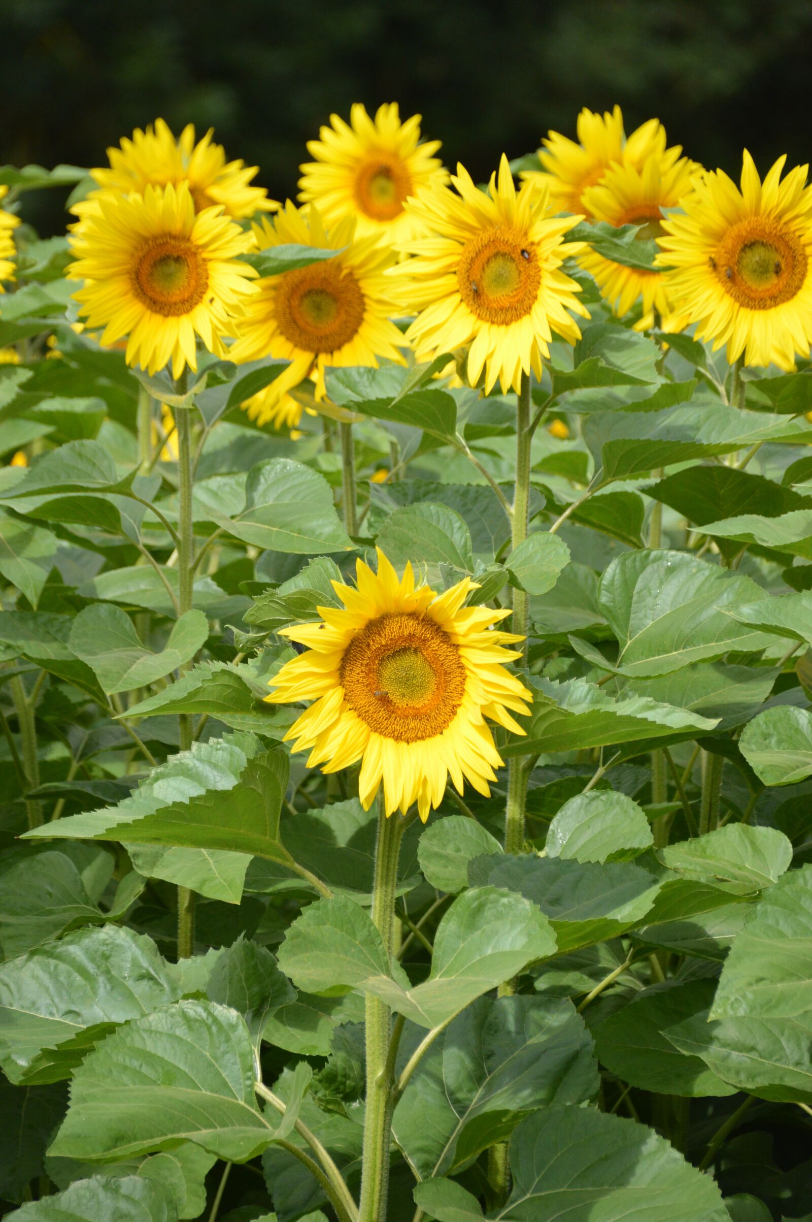 Nikon D3200 sample photo. Nature, flora, summer photography