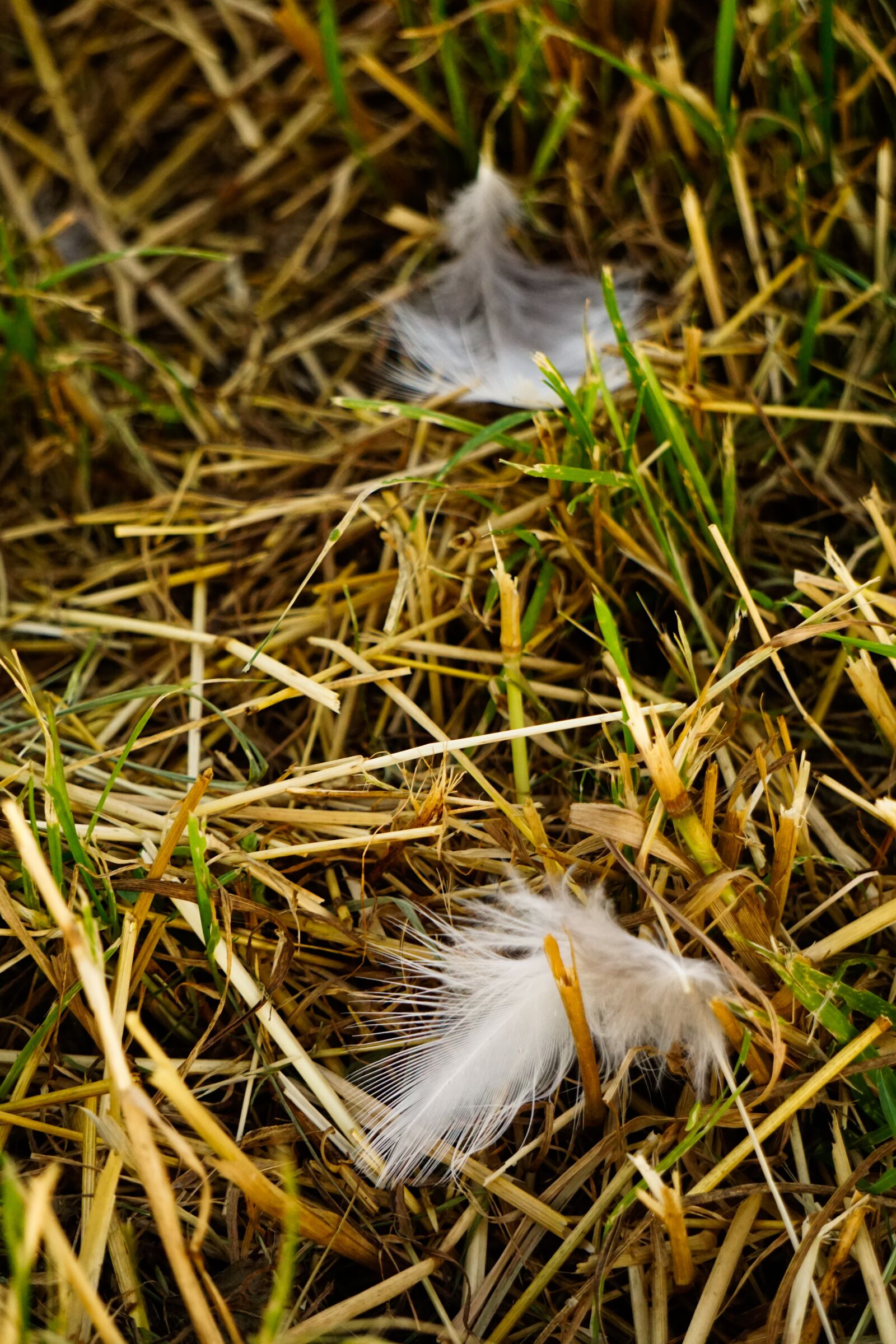 Sony E 55-210mm F4.5-6.3 OSS sample photo. Hay, straw, field photography