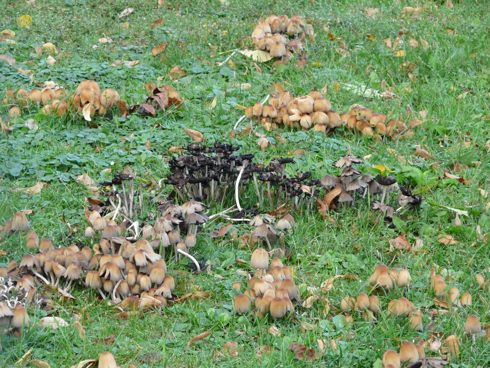 Panasonic DMC-FZ18 sample photo. Mica coprinus, coprinus, coprinus photography