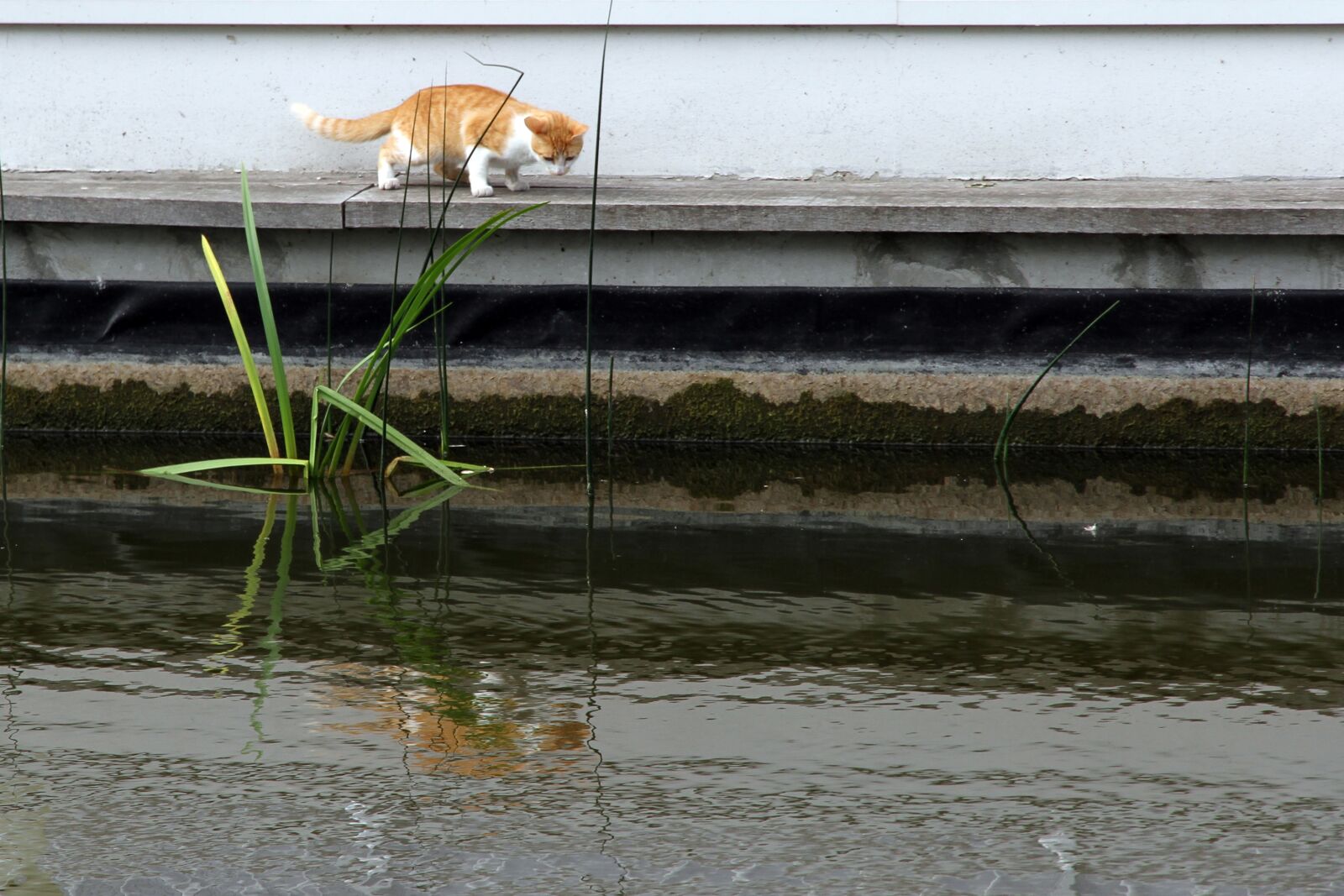 Canon EOS 7D + Canon EF-S 15-85mm F3.5-5.6 IS USM sample photo. Kitten, reflection, pond photography