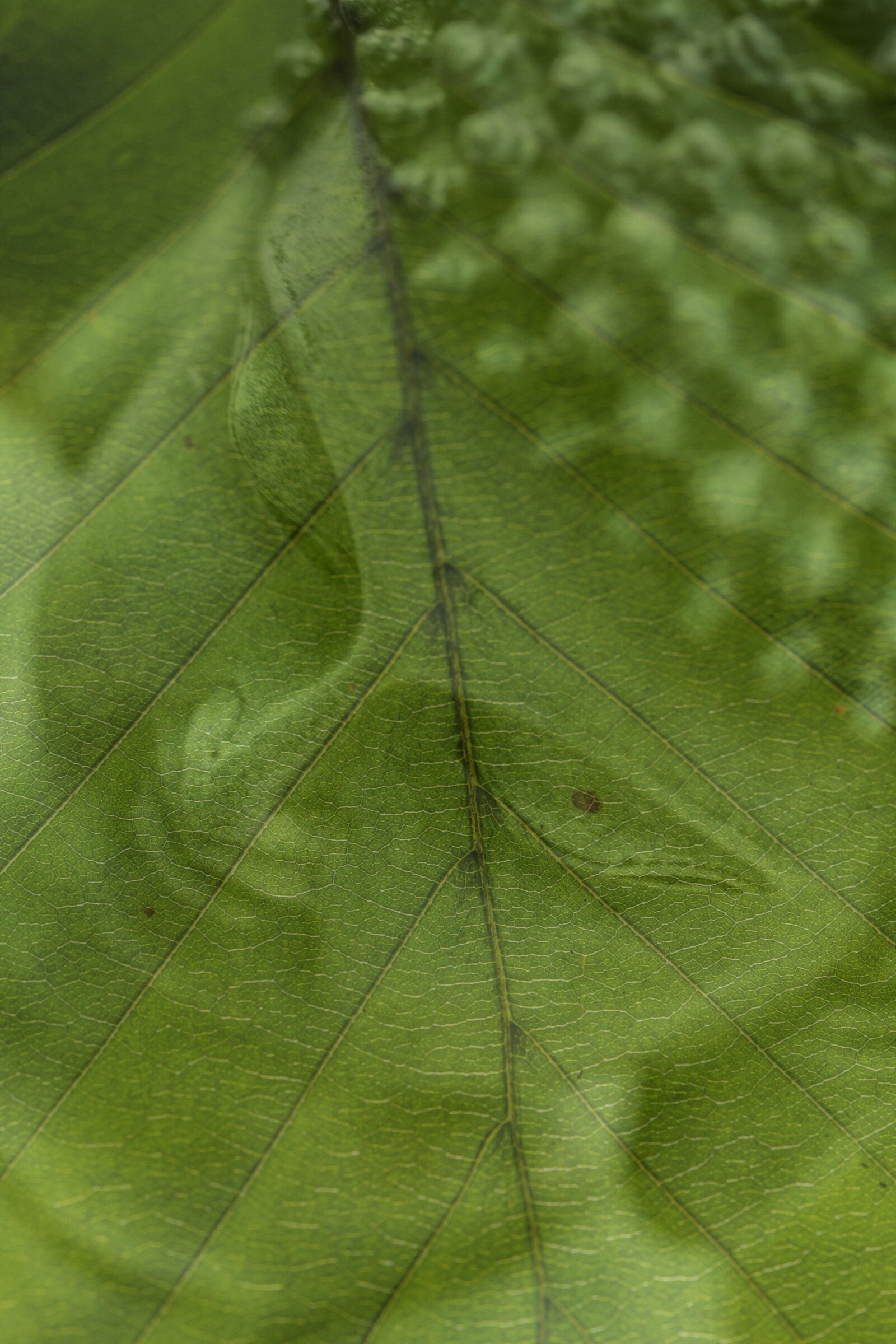 Canon EOS 60D + Canon EF 100mm F2.8 Macro USM sample photo. Buddha, leaf, green photography