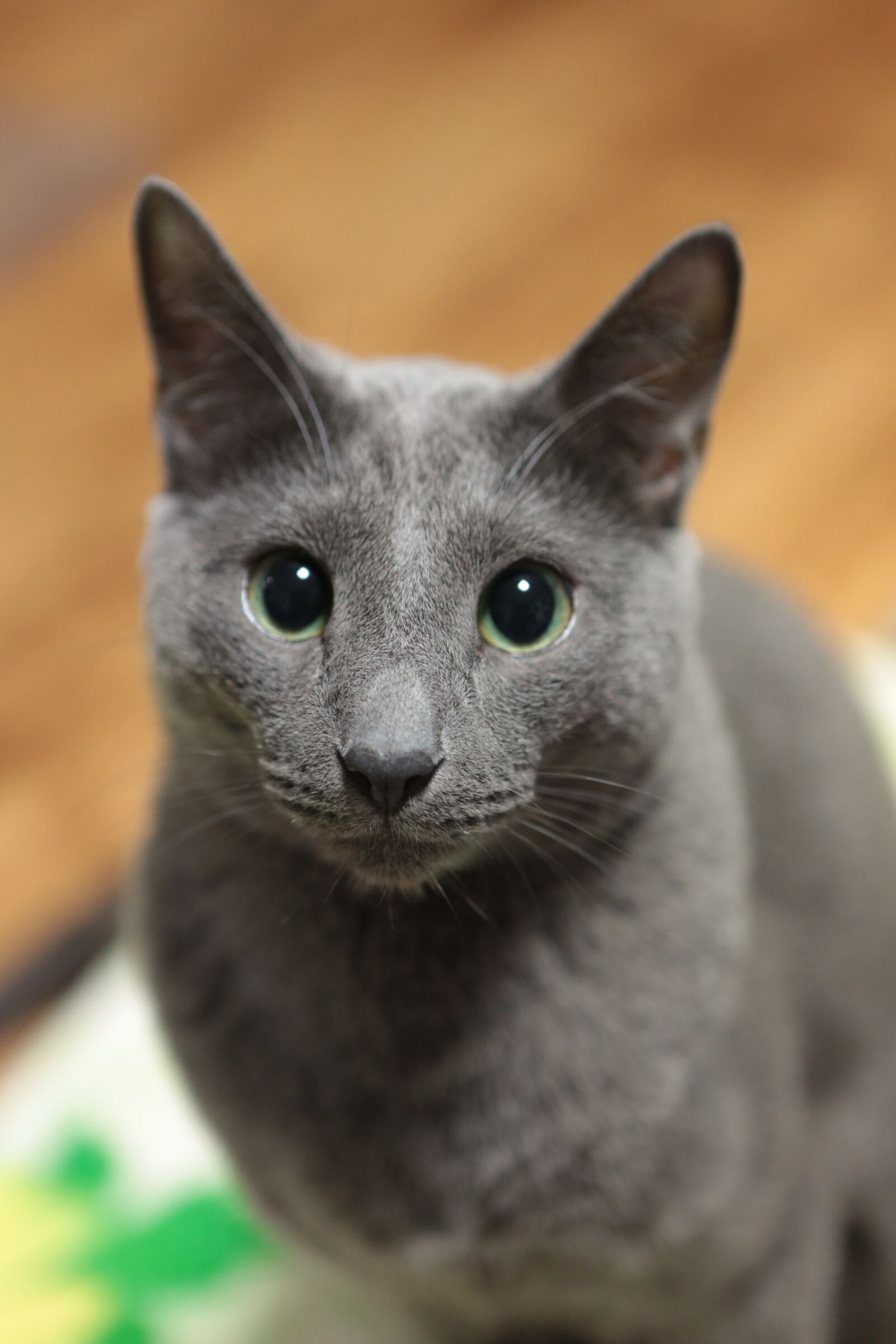 Canon EOS 5D Mark III sample photo. Russian blue, cat, feline photography