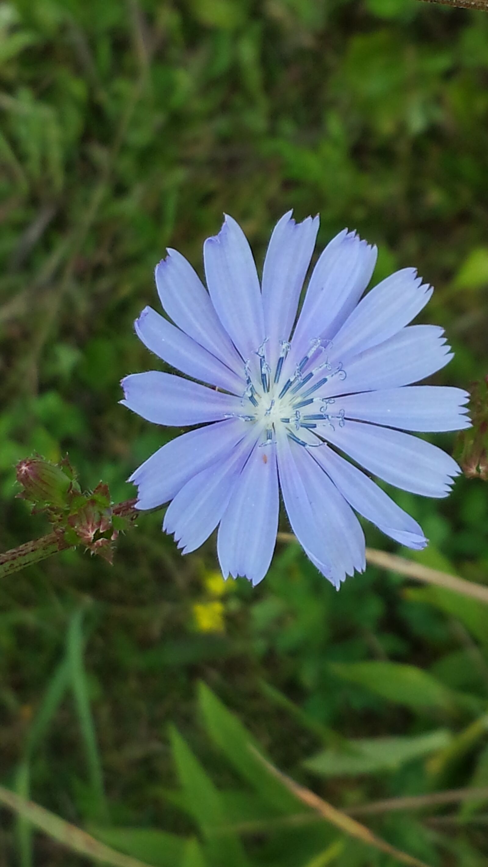 Samsung Galaxy S4 sample photo. Chicory, flower, nature photography