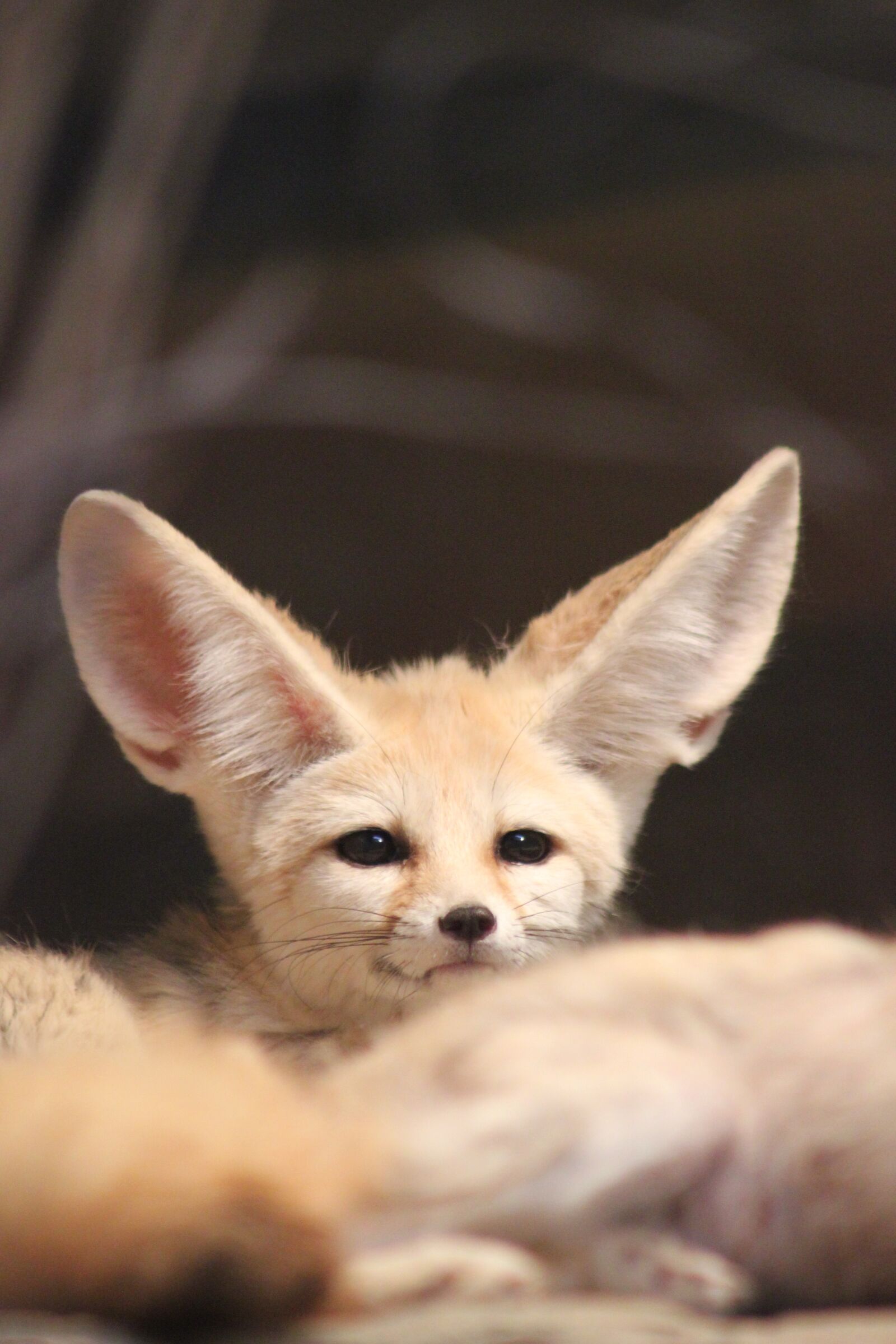 Canon EOS 550D (EOS Rebel T2i / EOS Kiss X4) sample photo. Fennec fox, zoo, animal photography