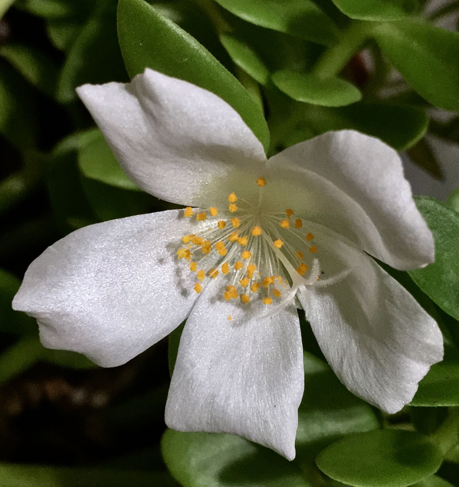Apple iPhone 6s Plus sample photo. White flower, white petals photography