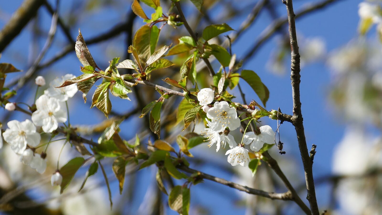 Panasonic Lumix DMC-FZ1000 sample photo. Tree, branch, flower photography