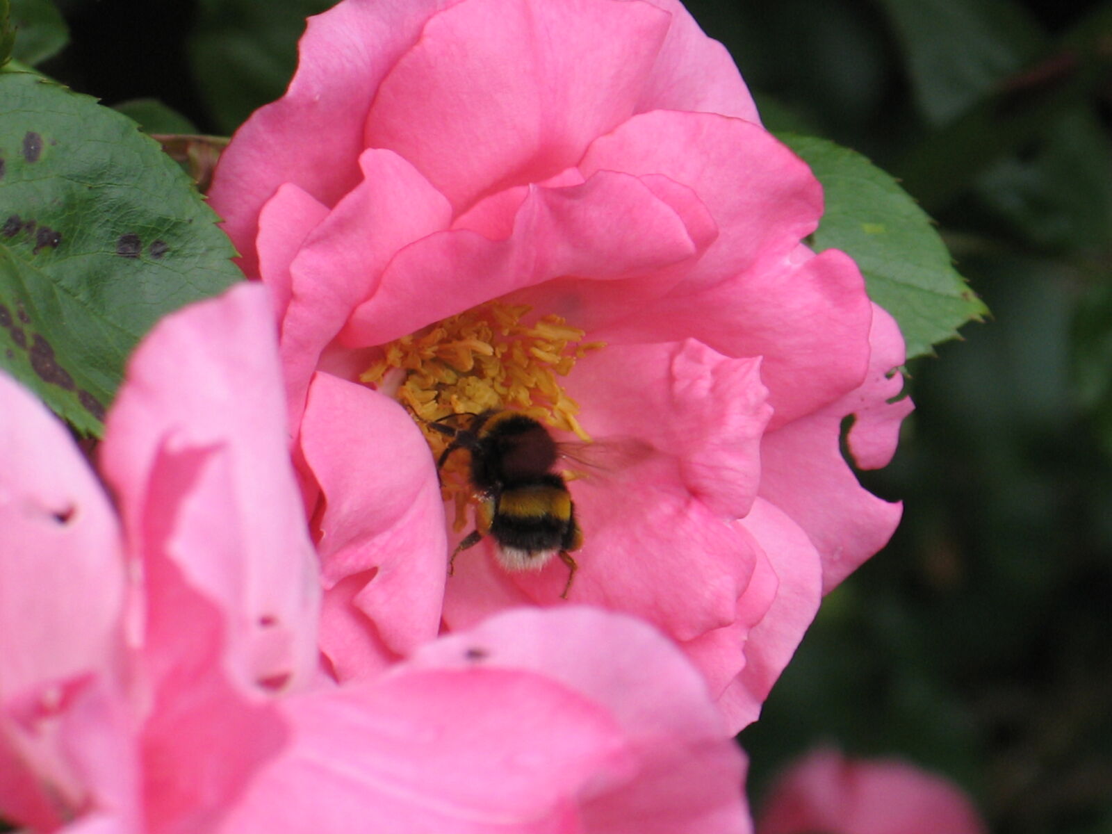 Canon POWERSHOT G6 sample photo. Bee, bumble, bee, flower photography