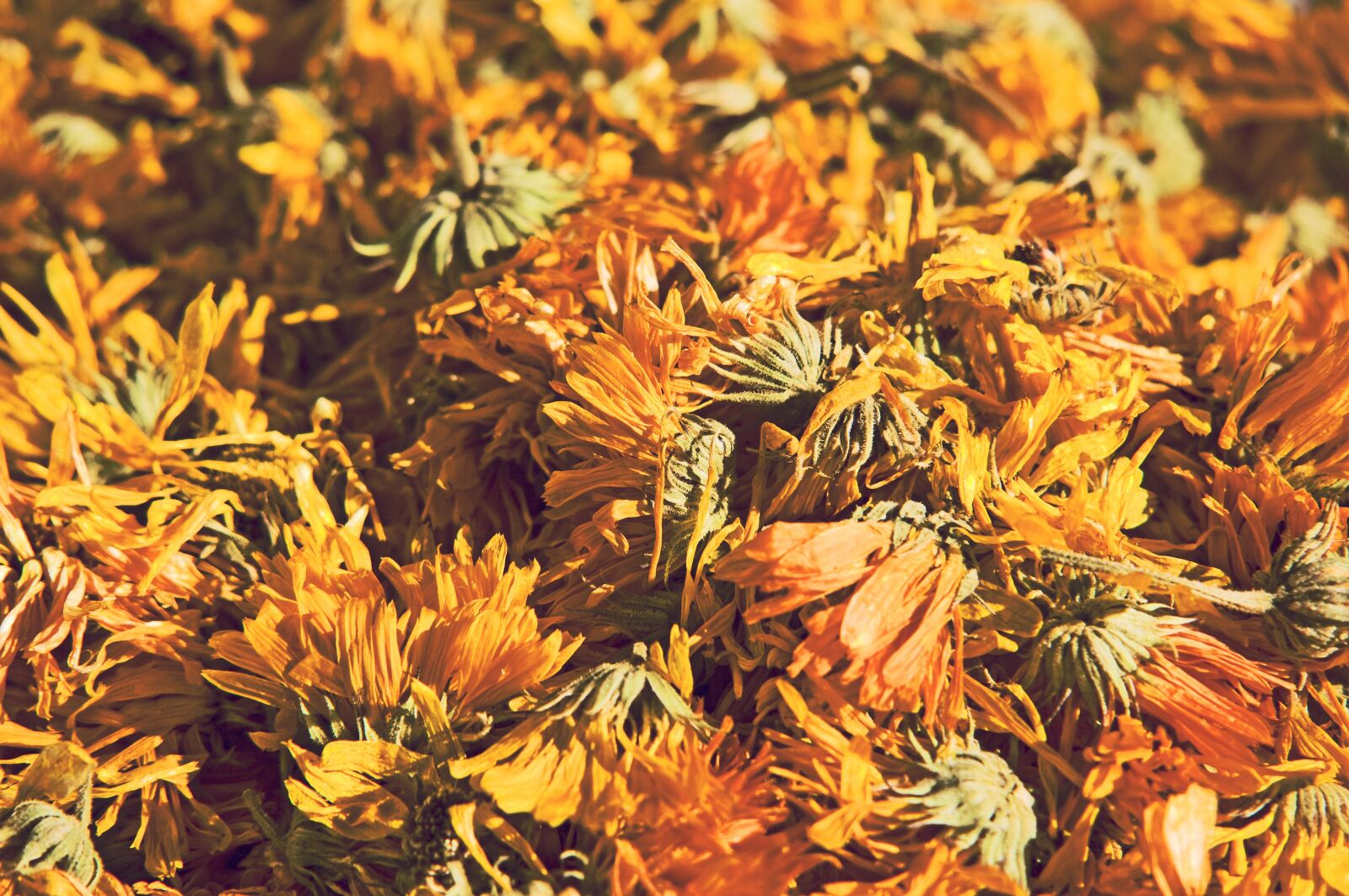 Nikon D2X sample photo. Dandelion, flower, dried photography