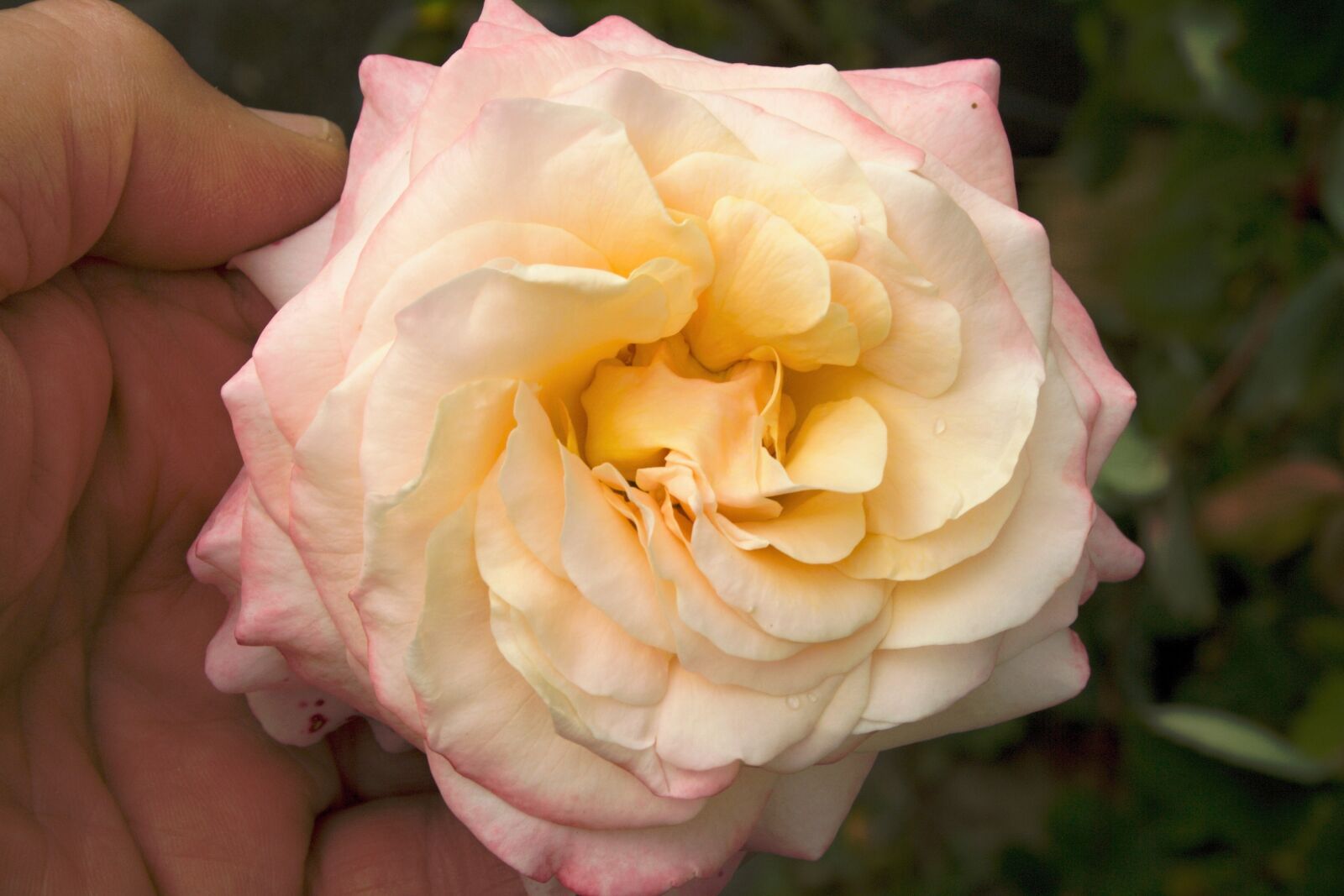 18.00 - 55.00 mm sample photo. Rose, yellow, flower photography