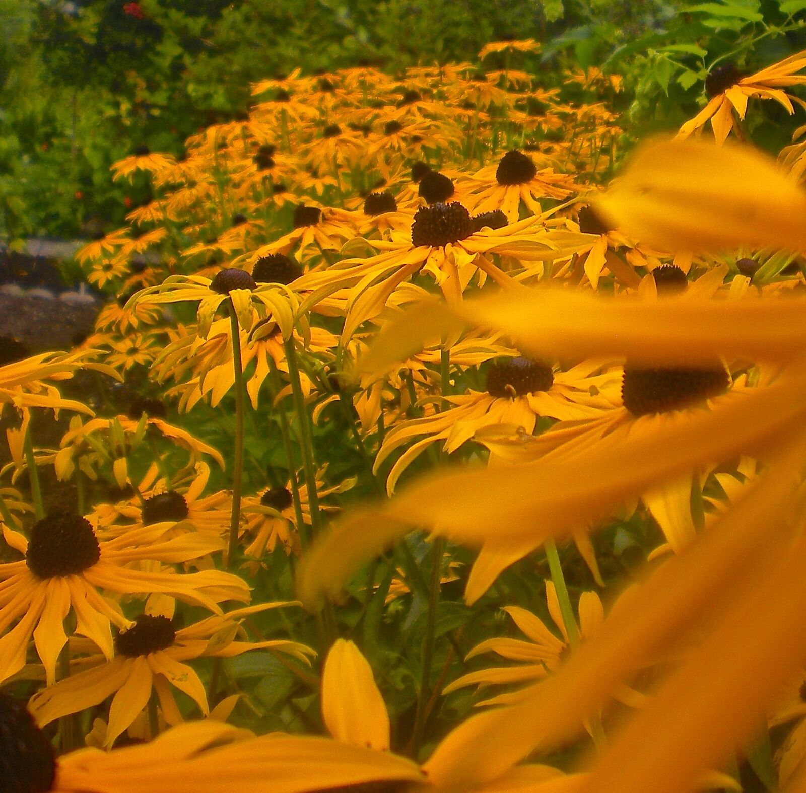 Nikon Coolpix S210 sample photo. Flowers, garden orange, summer photography