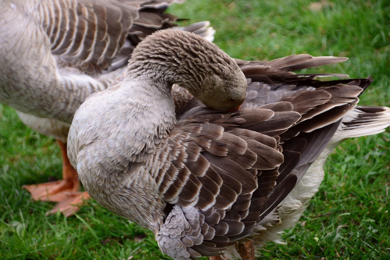 Nikon D610 sample photo. Goose, domestic goose, animal photography