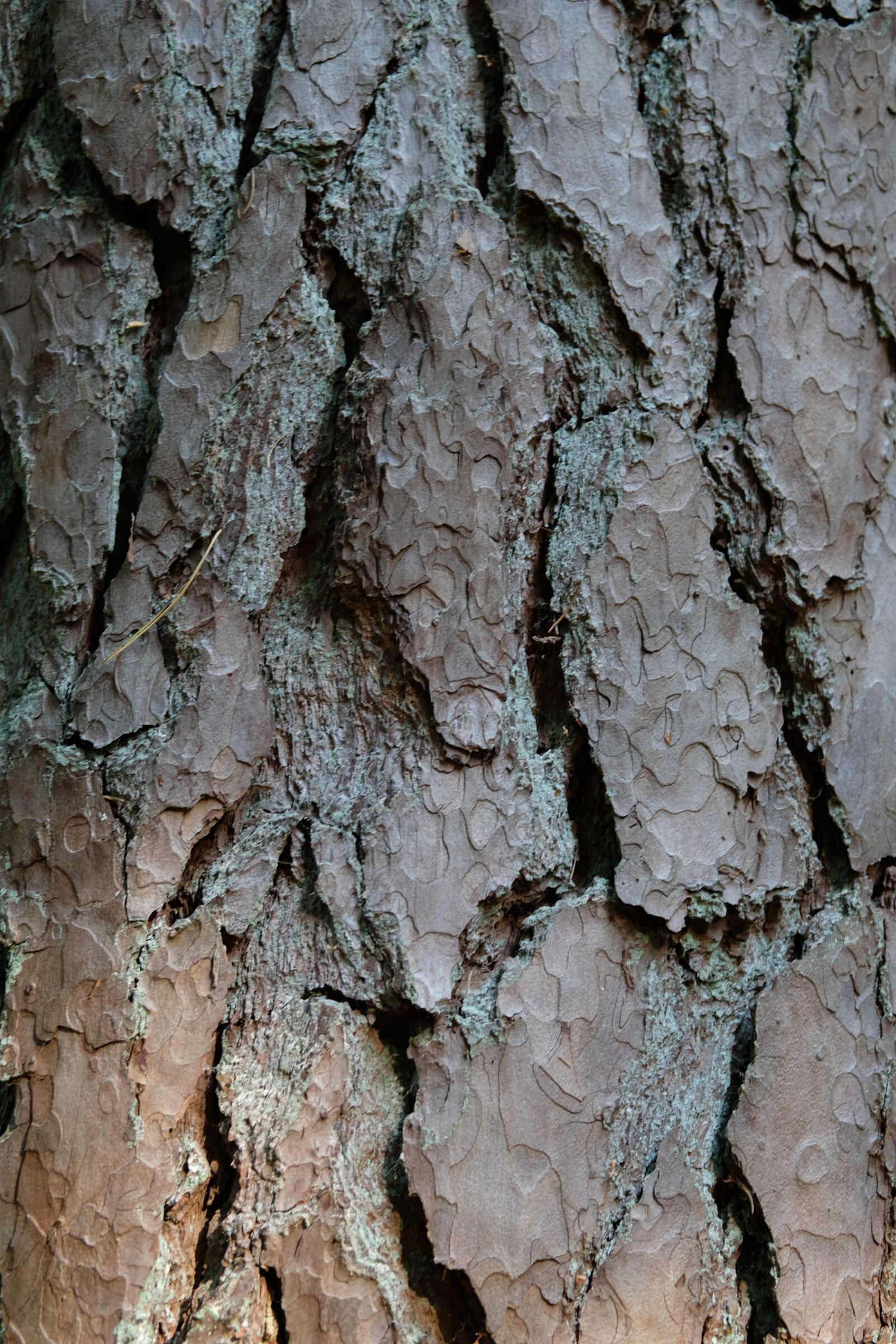 Fujifilm XF 50mm F2 R WR sample photo. Tree, texture, bark photography