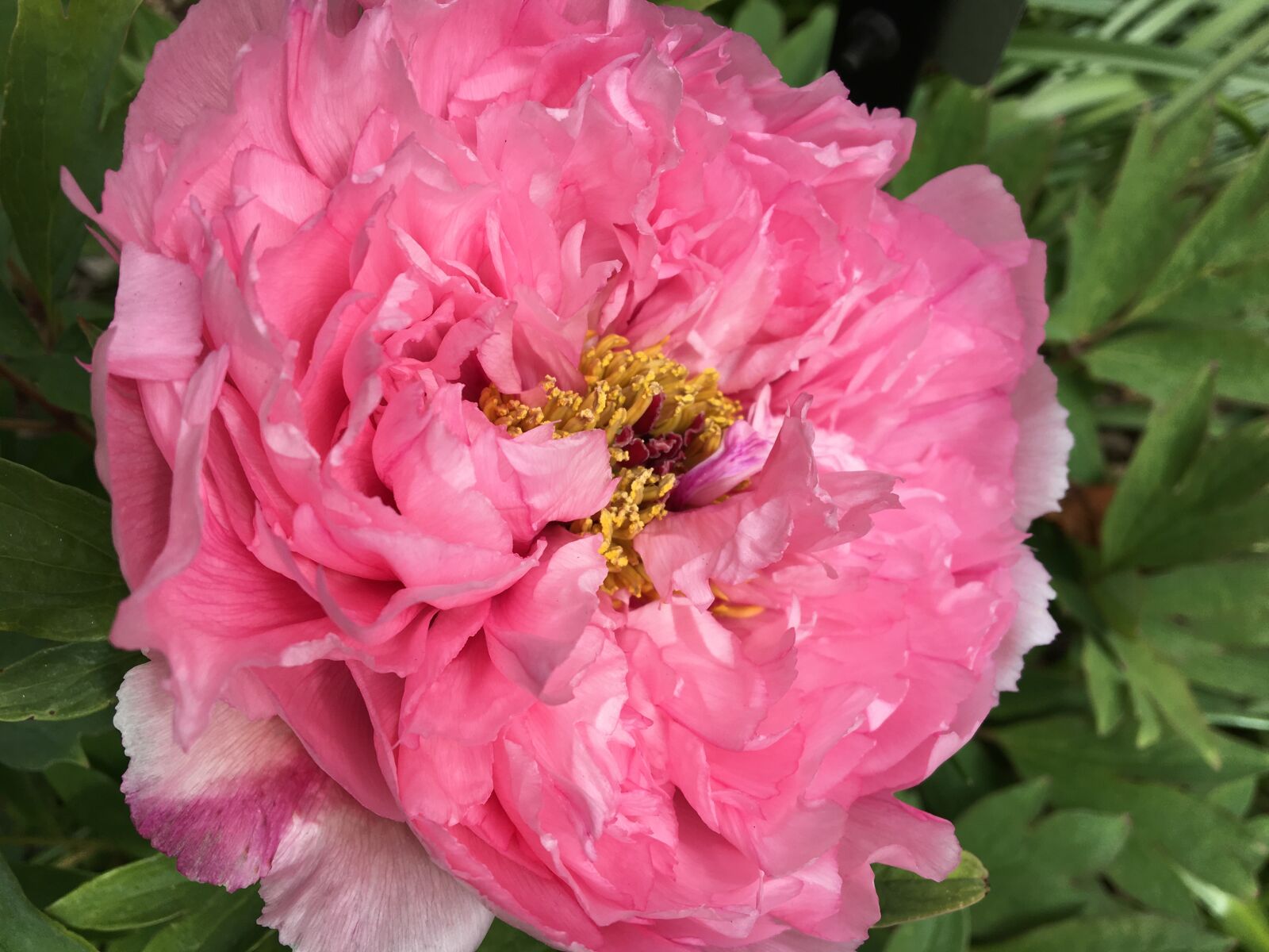 Apple iPhone 6s sample photo. Peony, pink, flower photography