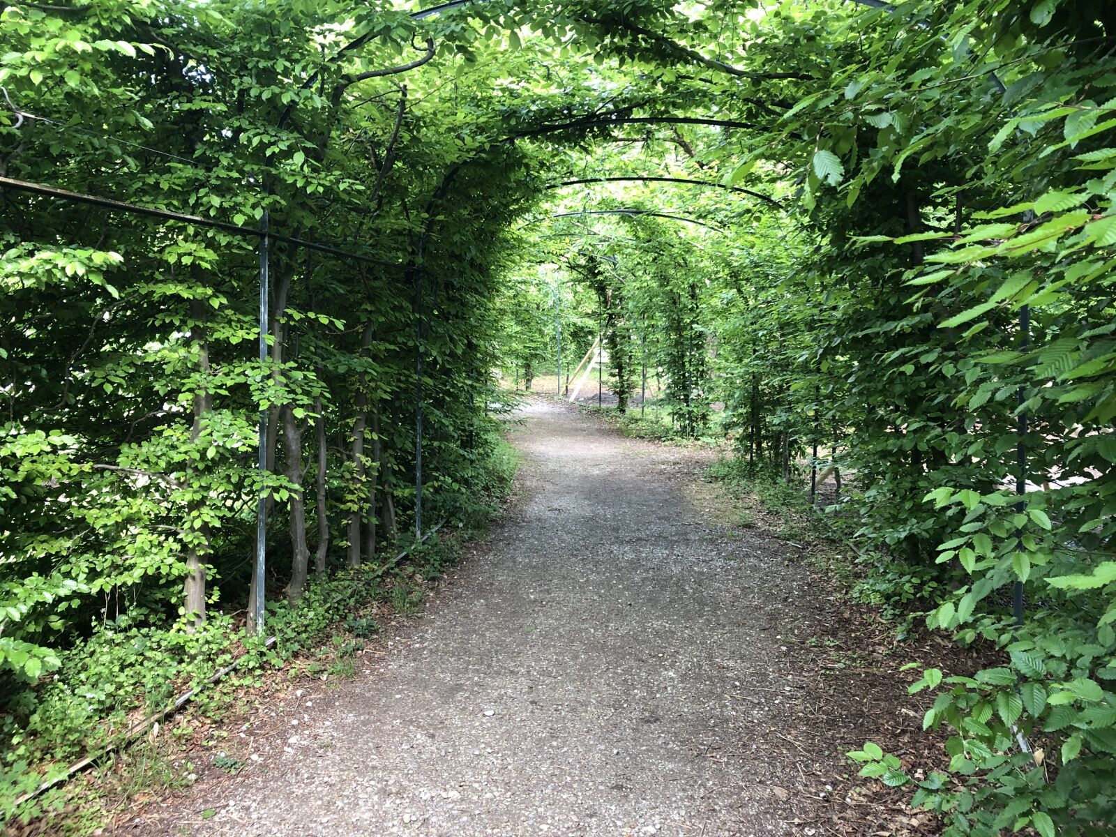 iPhone 8 back camera 3.99mm f/1.8 sample photo. Green, munich, westpark photography