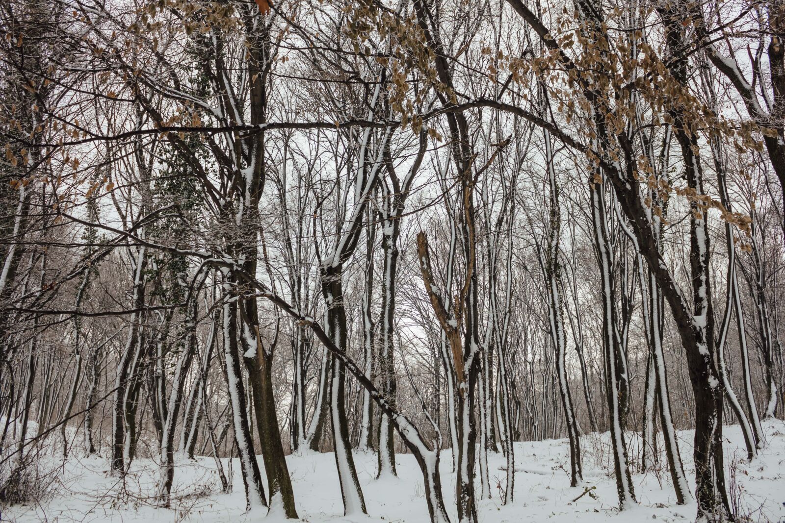 Canon EF-S 18-55mm F3.5-5.6 IS sample photo. Forest, snowflakes, ice crystal photography