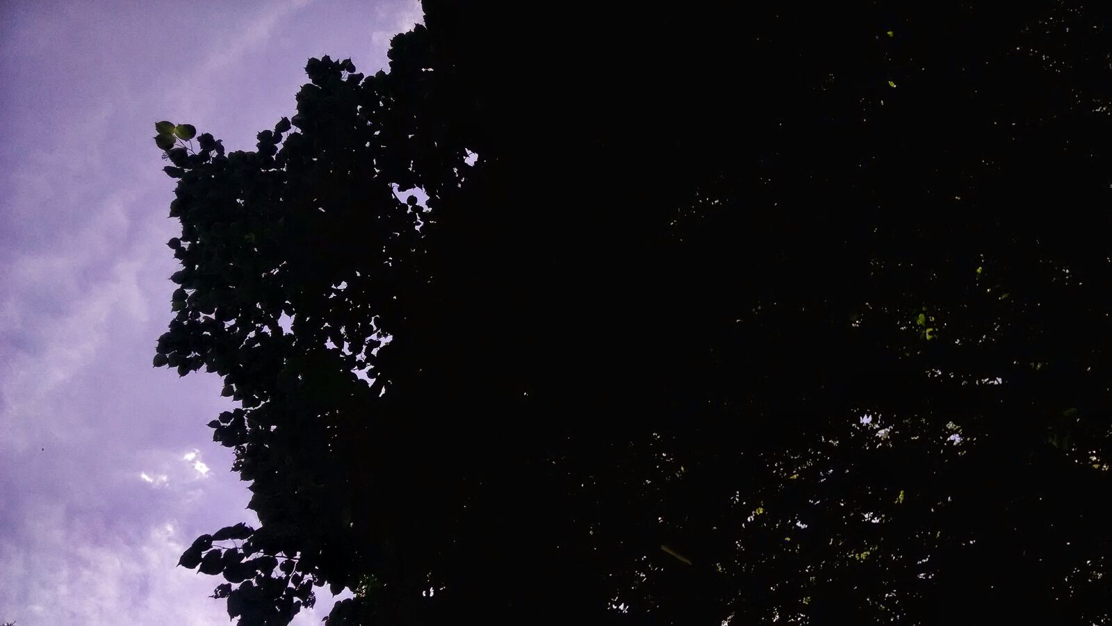 Motorola Moto X (1st Gen) sample photo. Green, sky, summer, tree photography