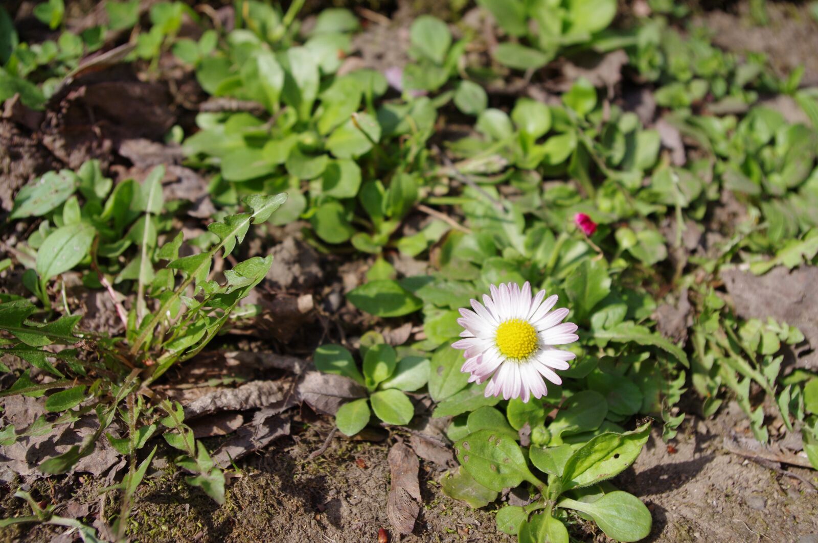 Pentax K-r sample photo. Daisy, spring, flower photography