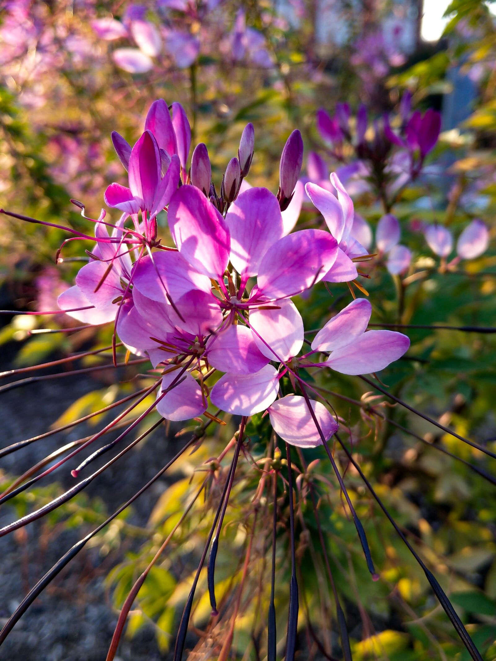 HTC U11 sample photo. Flower, purple, close up photography