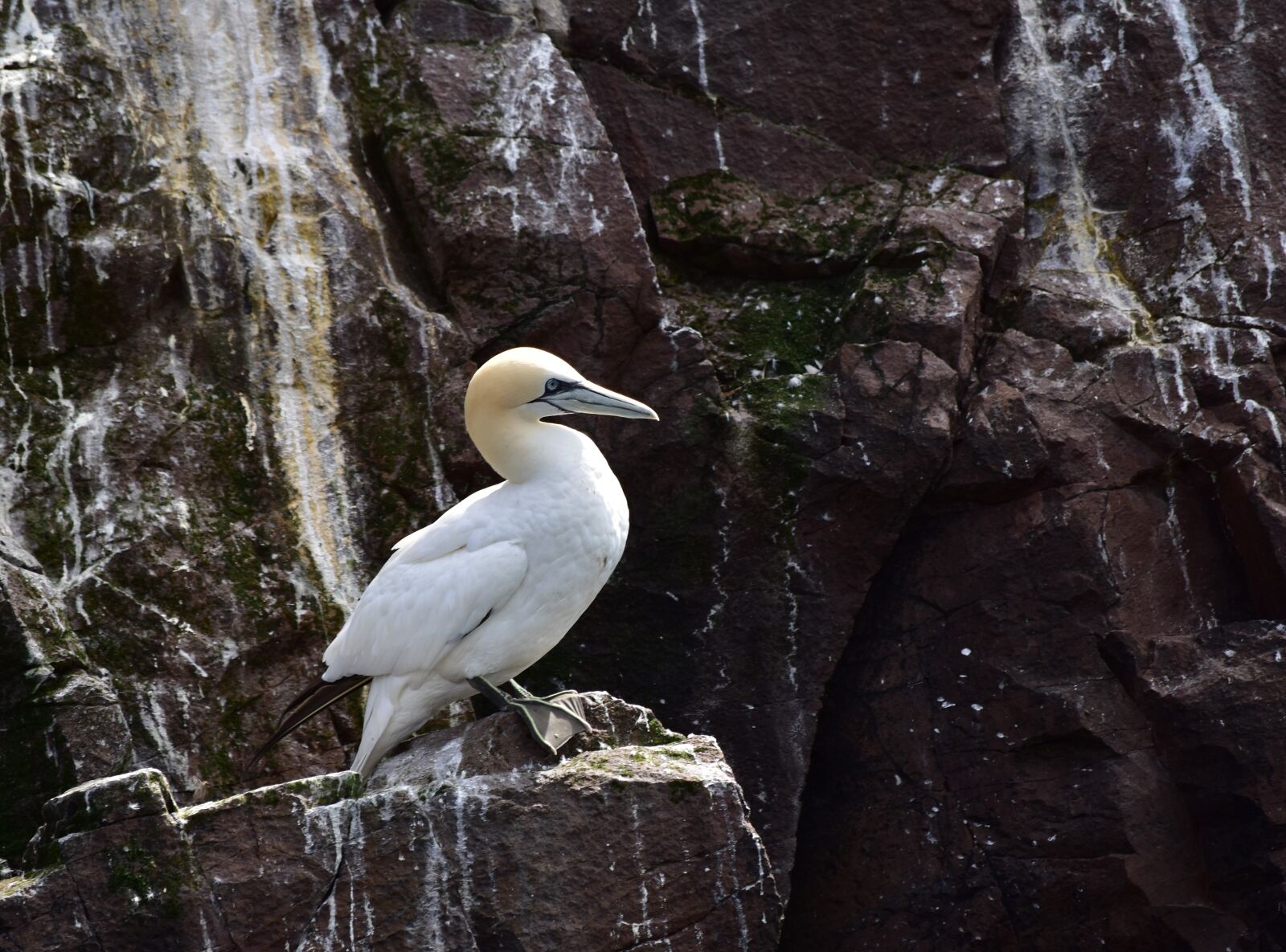 Nikon D5500 sample photo. Gannet, wings, bird photography