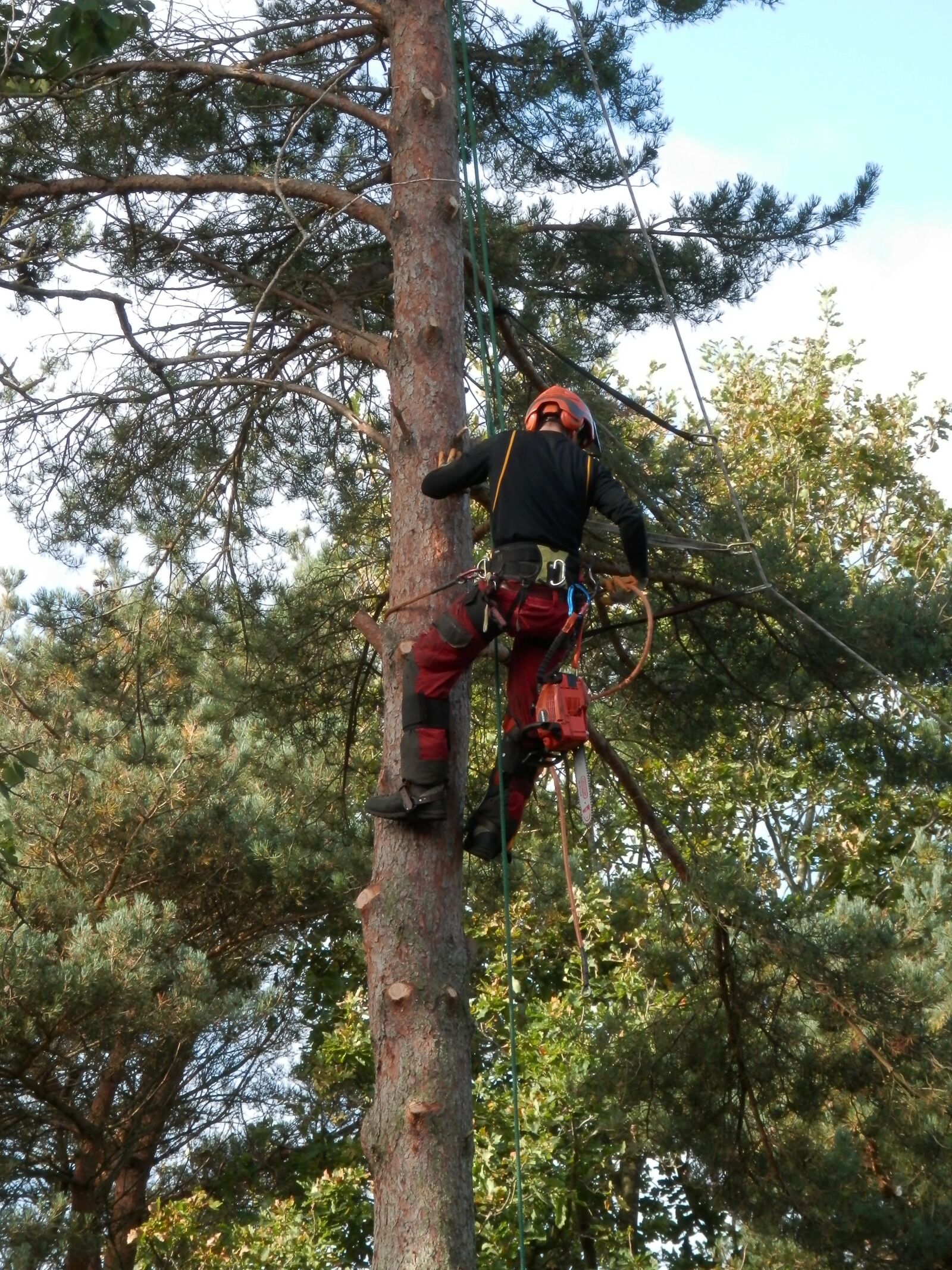 Olympus SZ-14 sample photo. Tree surgeon, tree logger photography