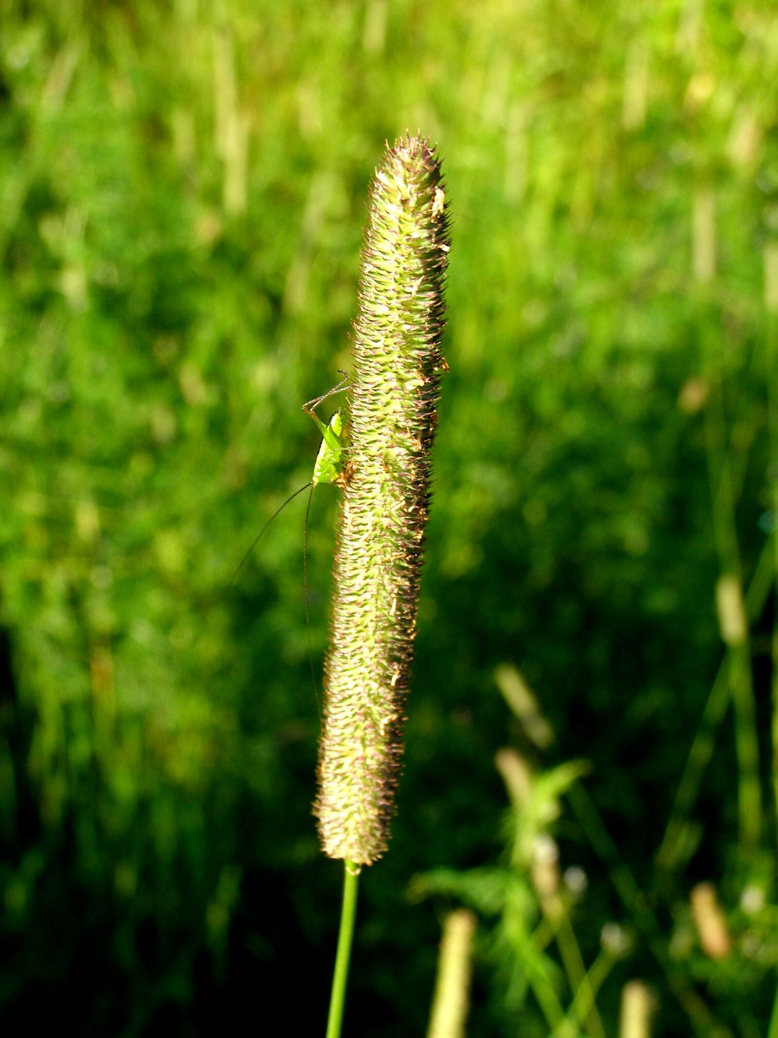 Olympus SP500UZ sample photo. Grass, insect, macro photography