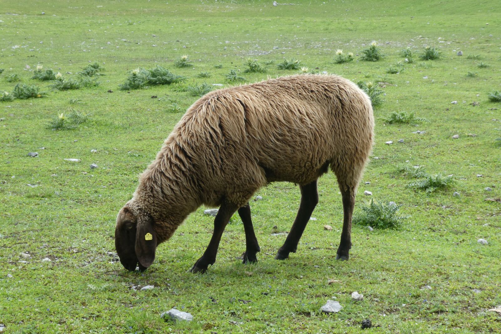 Panasonic Lumix DC-ZS70 (Lumix DC-TZ90) sample photo. Mountain sheep, sheep, browser photography