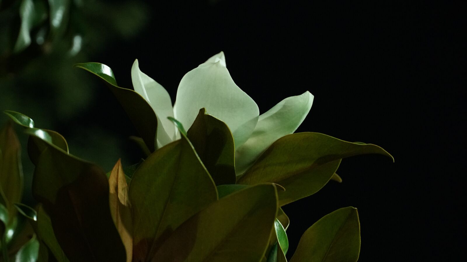 Sony a6500 sample photo. Magnolia, flower, night photography