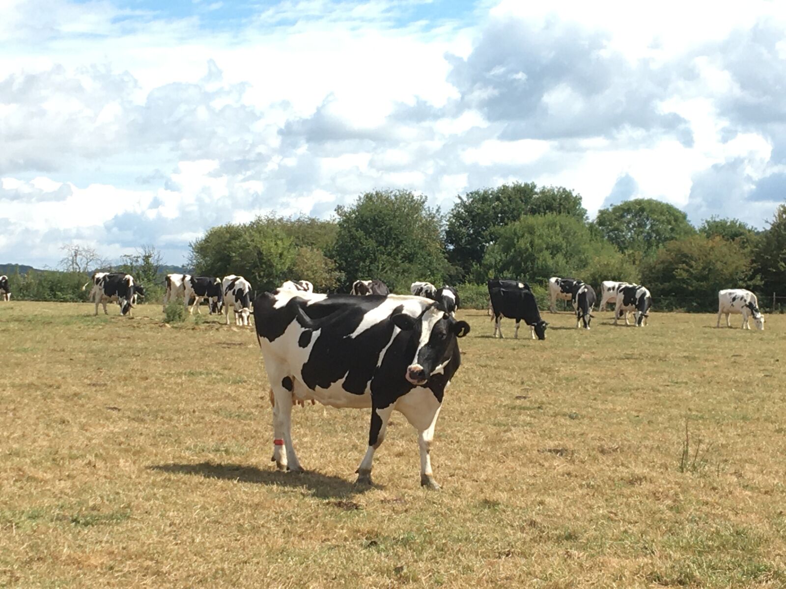 iPhone 6s back camera 4.15mm f/2.2 sample photo. Cow, field, hay photography