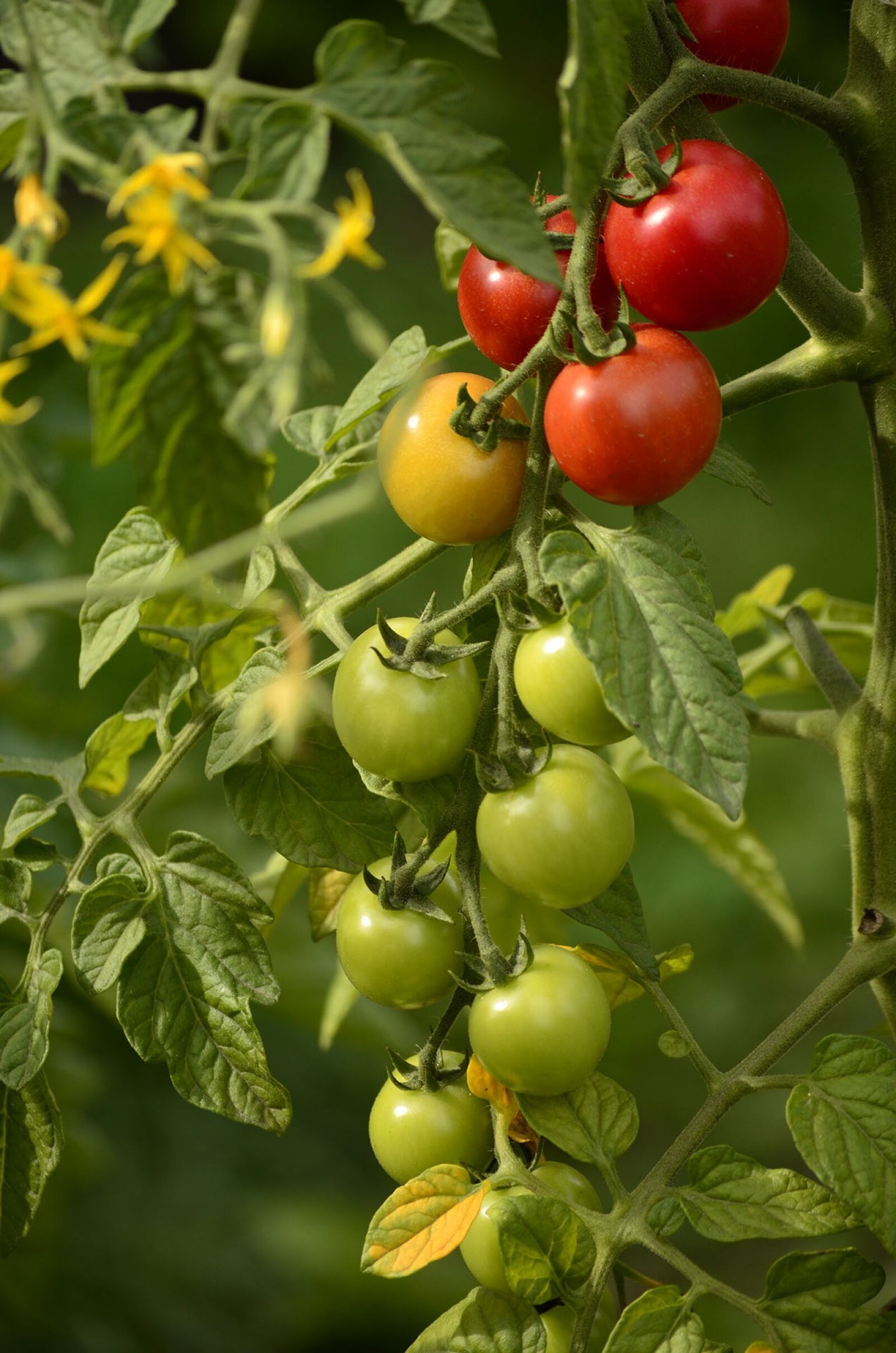 Nikon D5100 sample photo. Summer, dacha, elitexpo photography