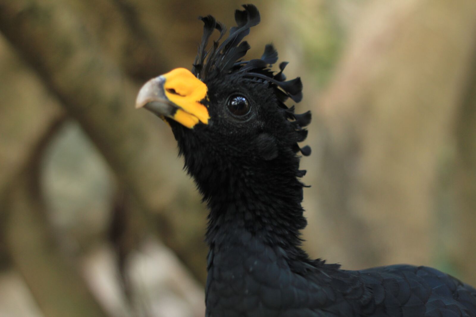 Canon EOS 550D (EOS Rebel T2i / EOS Kiss X4) sample photo. Parrot, ara, birds photography