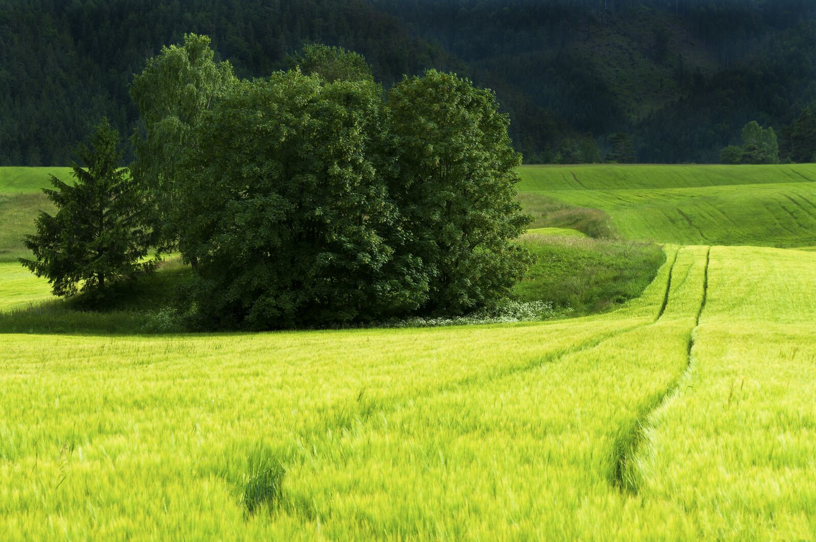 Nikon D5000 sample photo. Field, green, sunny photography