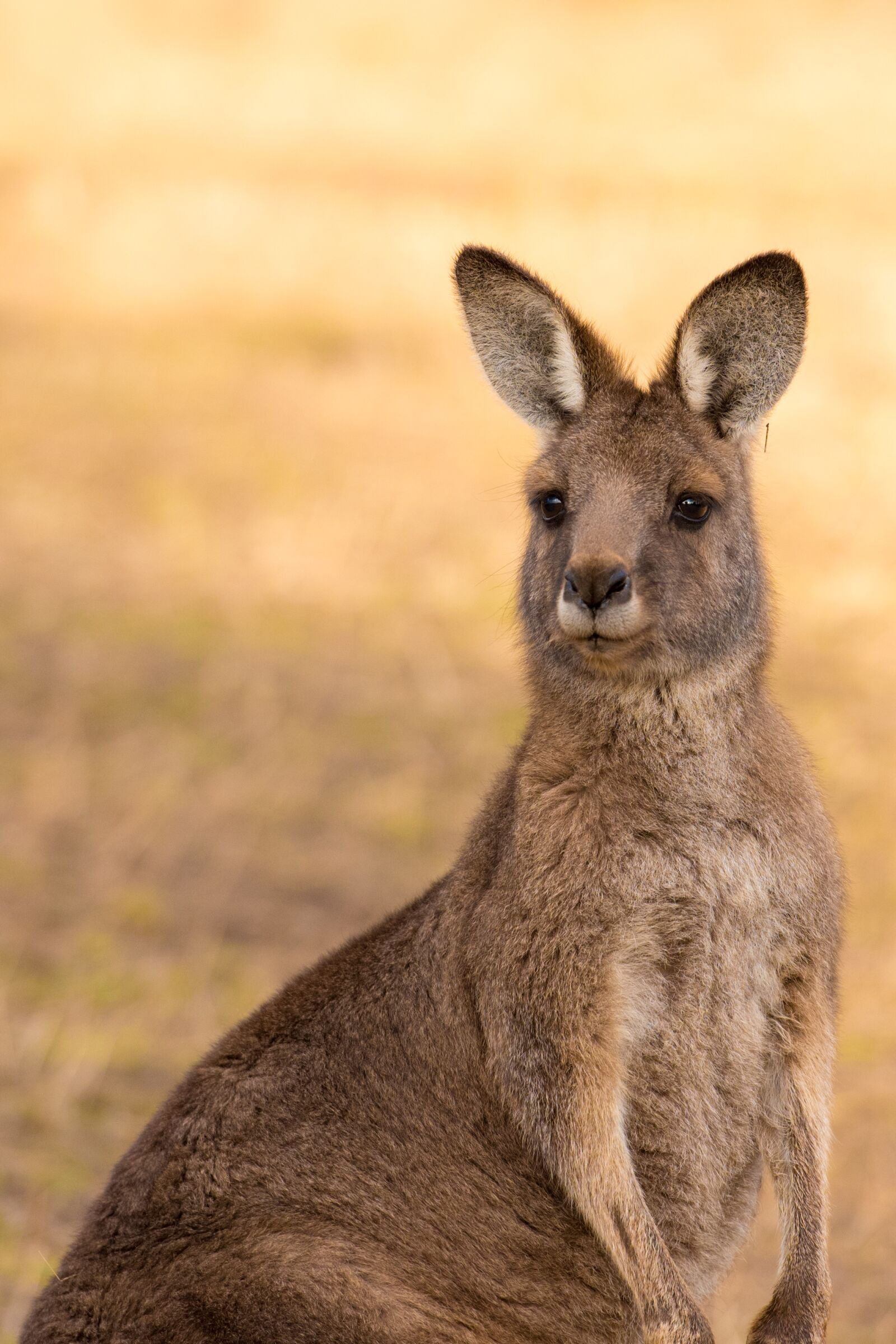Nikon D750 sample photo. Kangaroo, marsupial, mammal photography