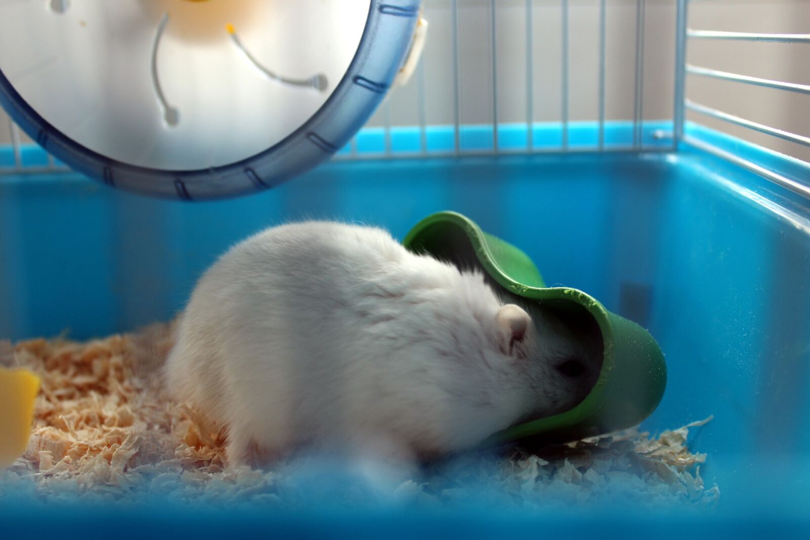 Canon EOS 1200D (EOS Rebel T5 / EOS Kiss X70 / EOS Hi) sample photo. Hamster, pet, cage photography