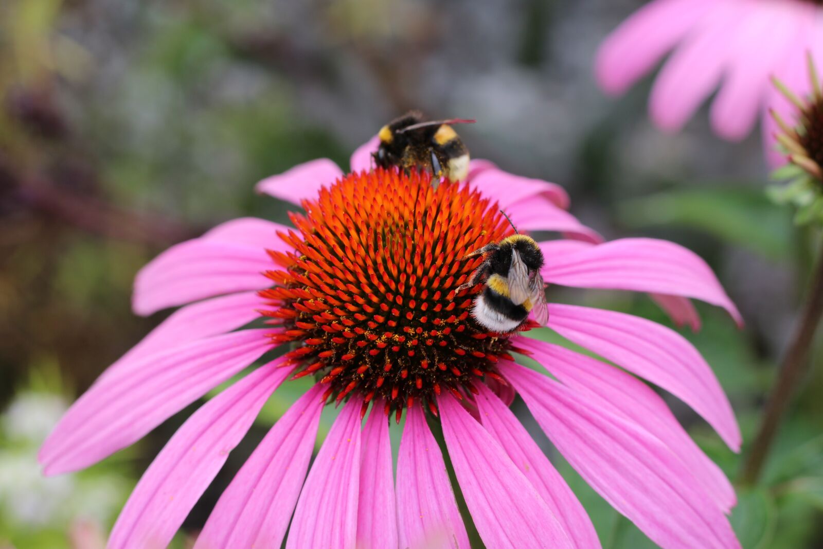Canon EOS 1200D (EOS Rebel T5 / EOS Kiss X70 / EOS Hi) sample photo. Blossom, bloom, bumblebees photography