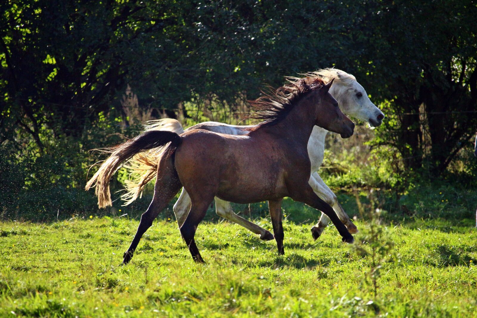 Canon EOS 100D (EOS Rebel SL1 / EOS Kiss X7) sample photo. Horse, mold, flock photography