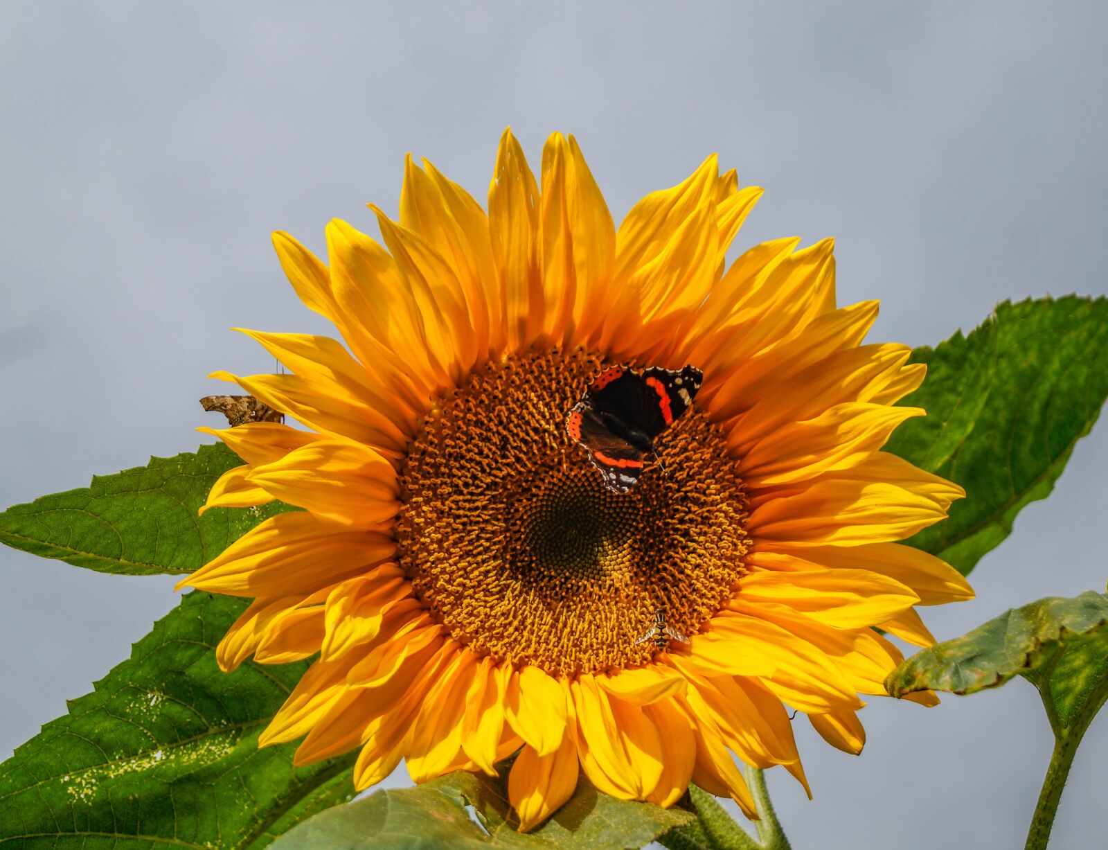 Sony SLT-A37 sample photo. Sunflower, butterfly, close up photography